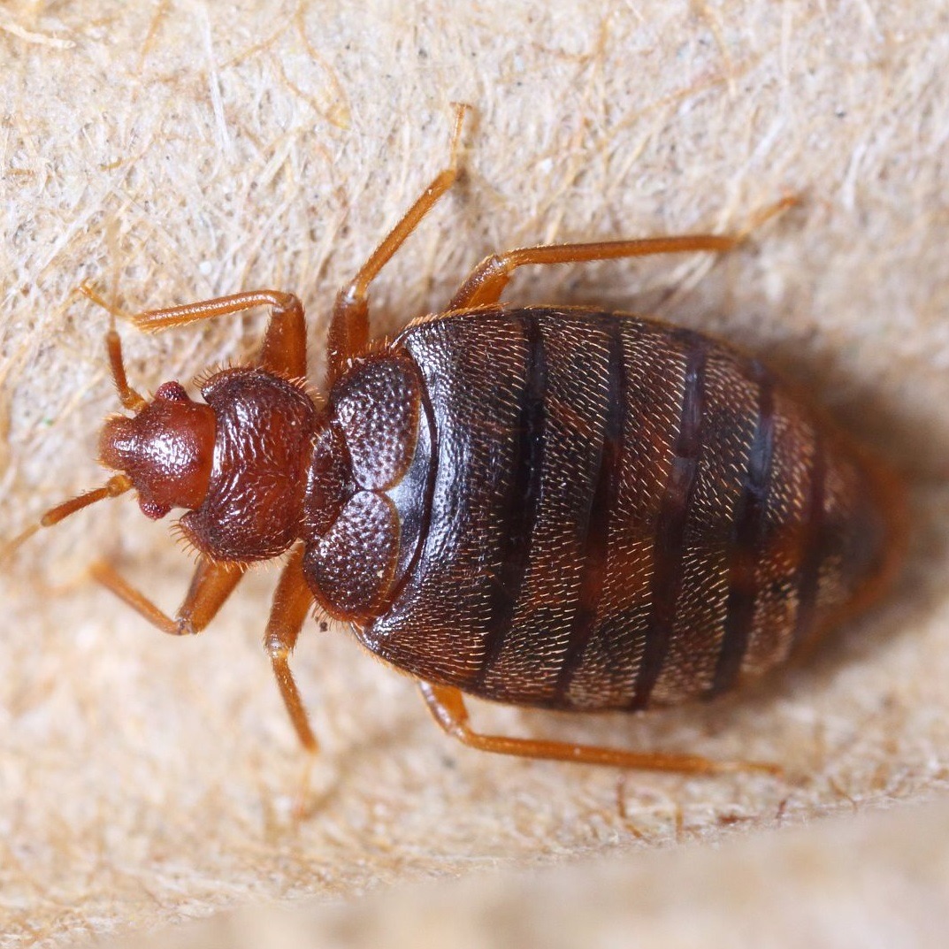 DERONA deratizace, s.r.o. foto 3