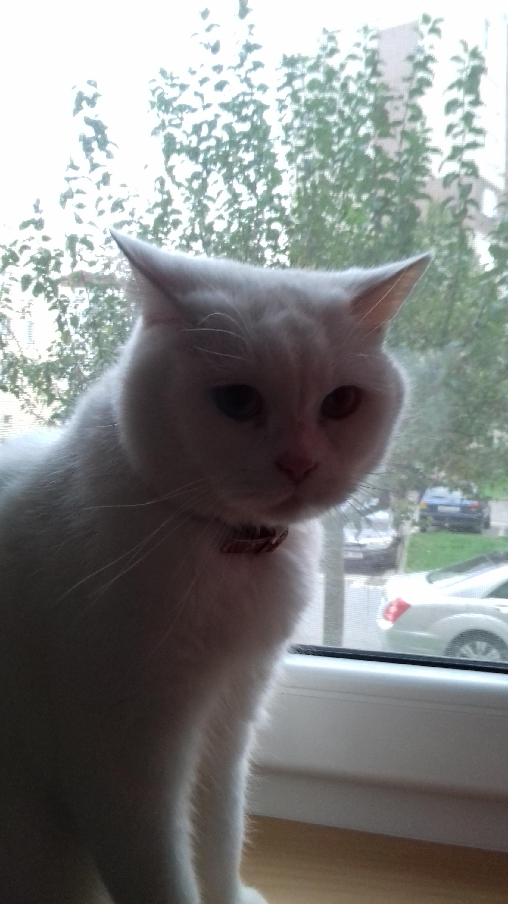 Restaurace U tří zlatých trojek foto 3