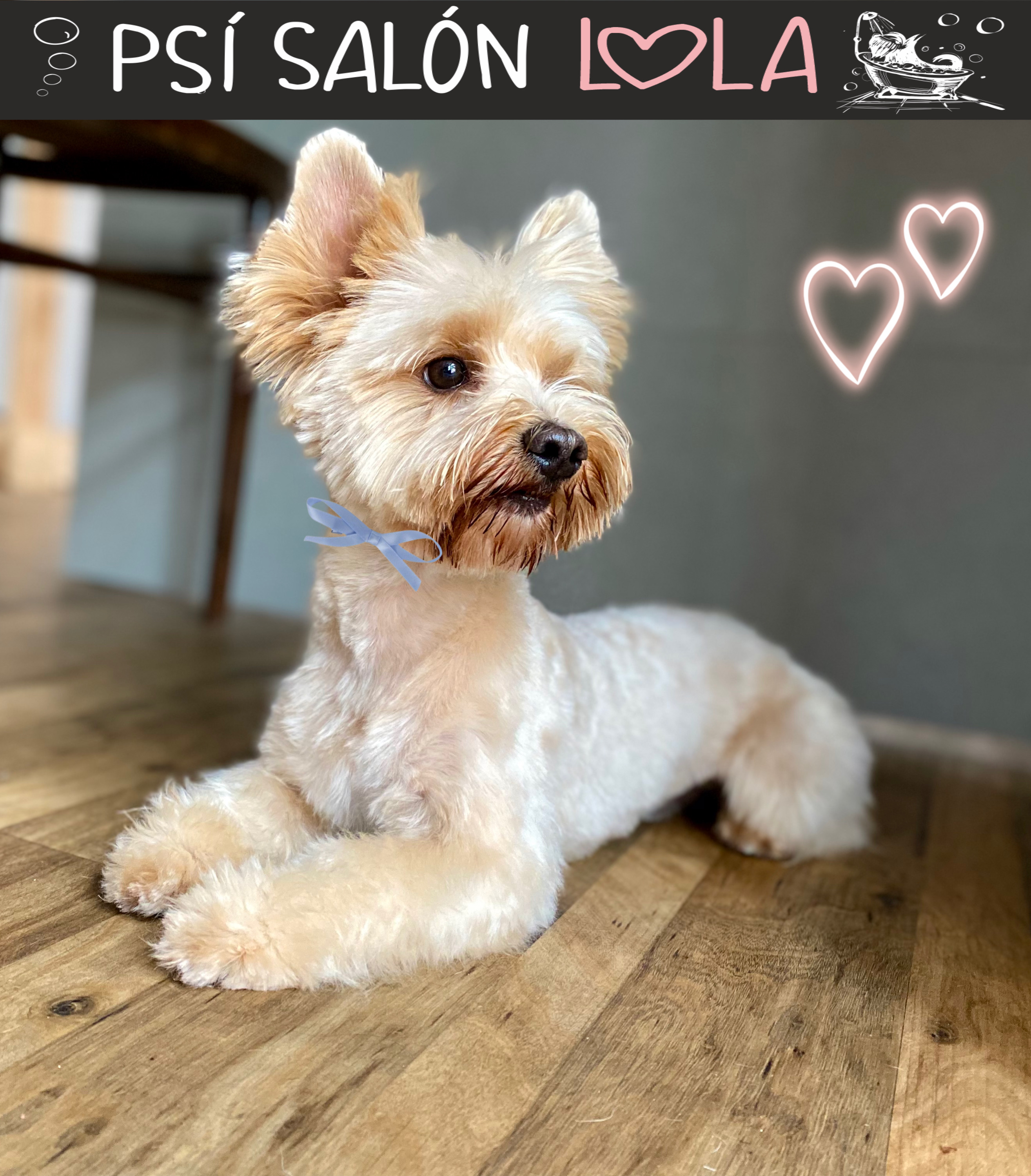 Psí salon Lola foto 2