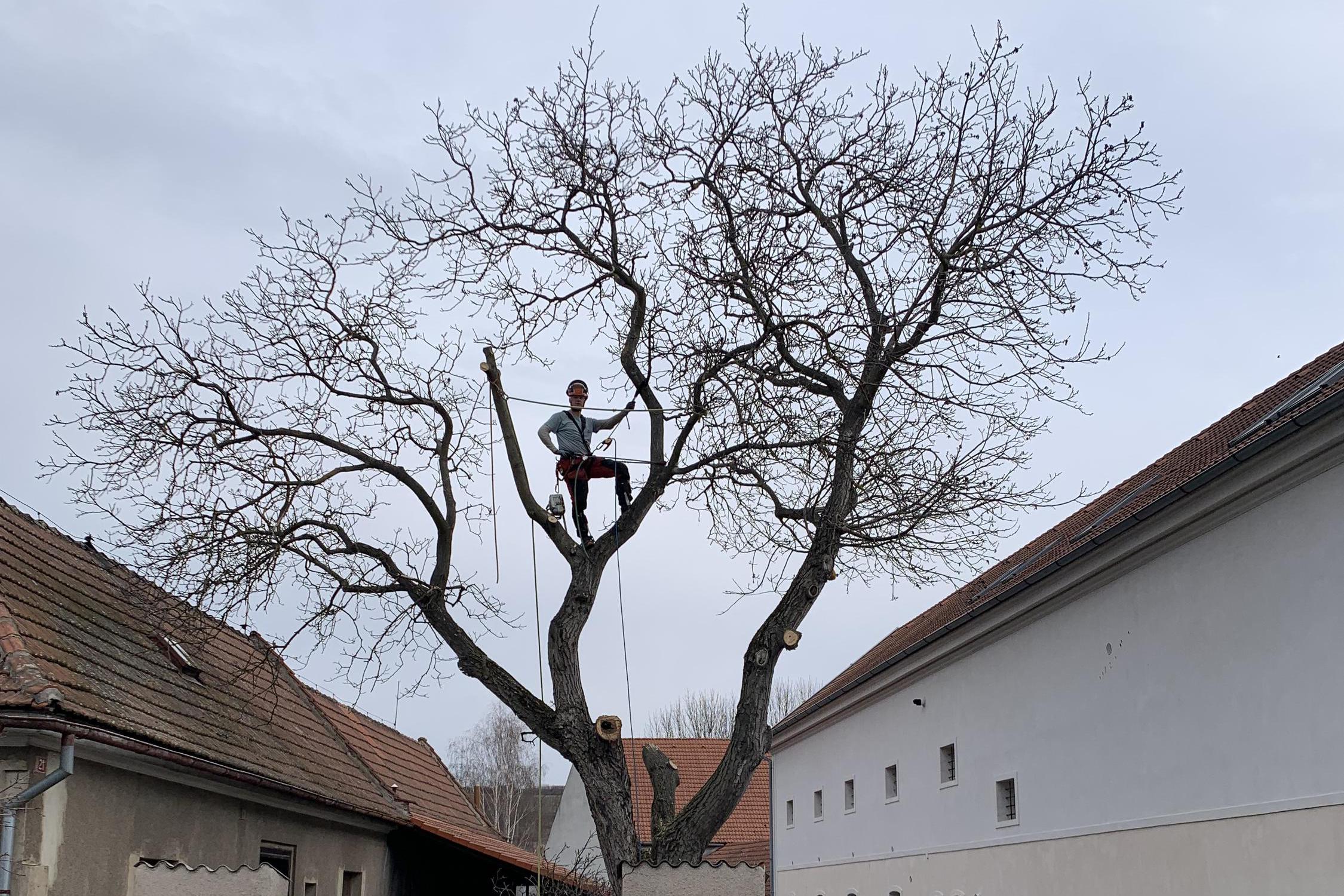 Rizikové kácení - stromolezectví  Radek Piskač
