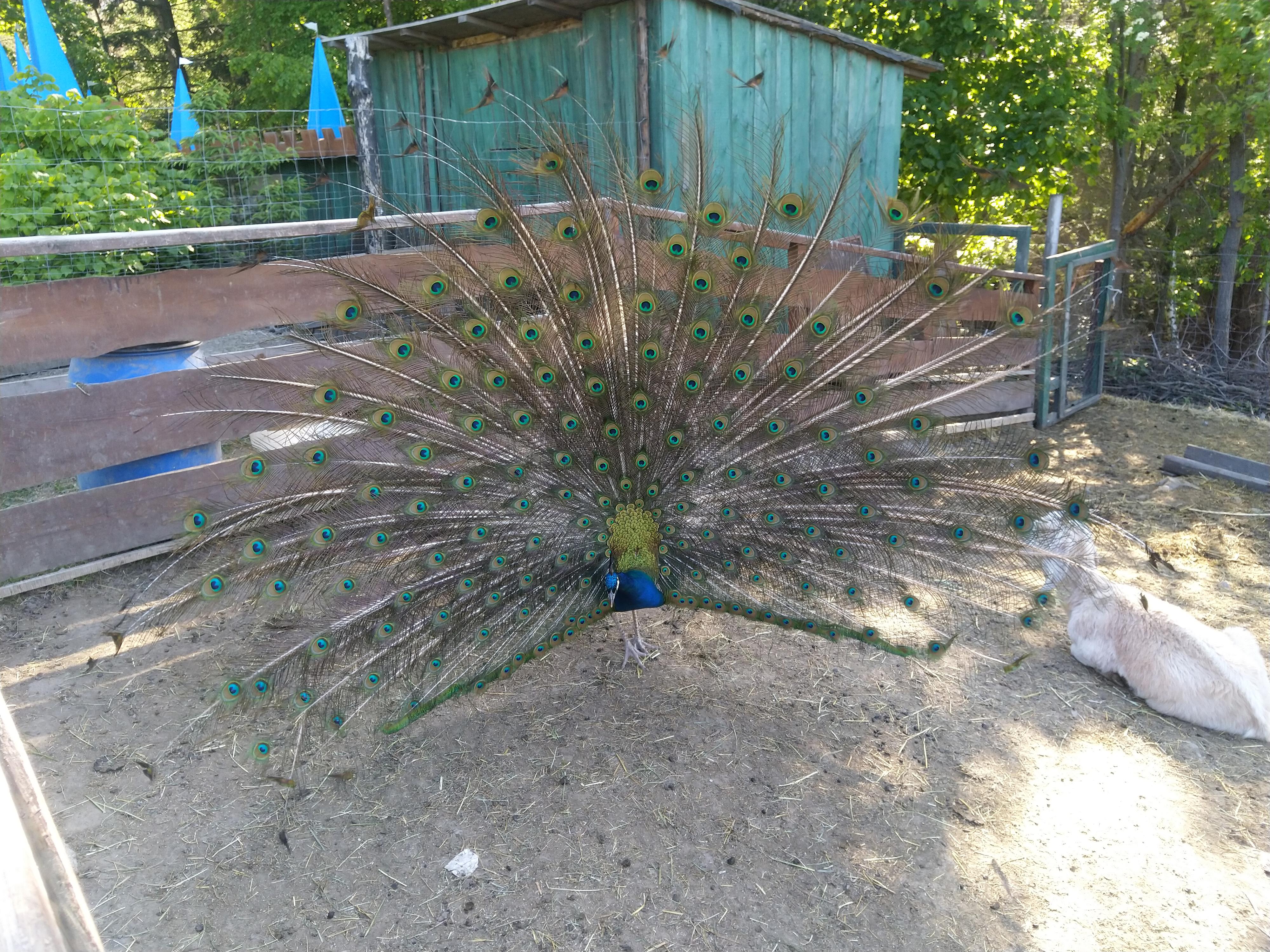 Horečky ranč foto 1