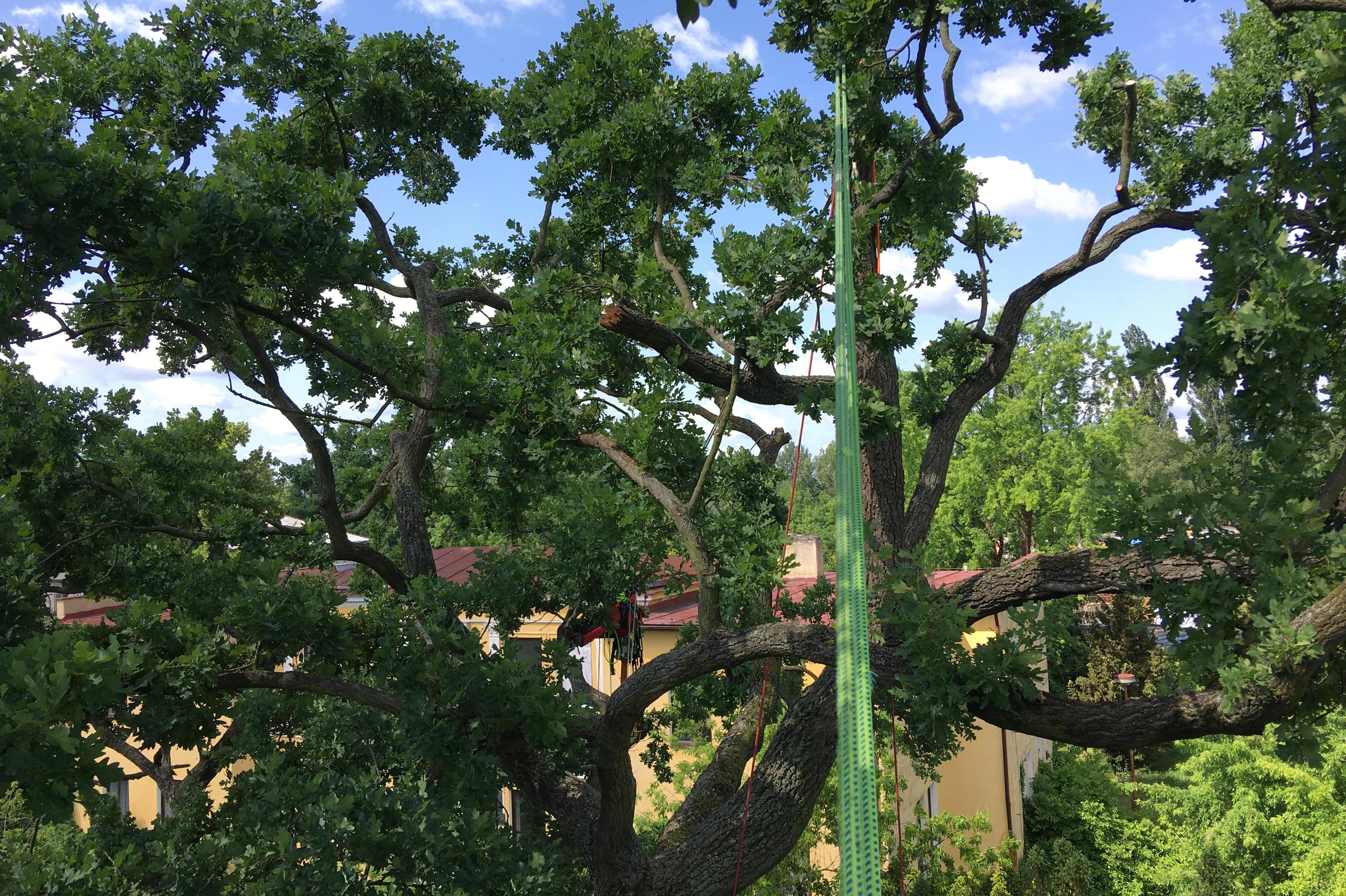 ARBOVERT s.r.o. foto 1