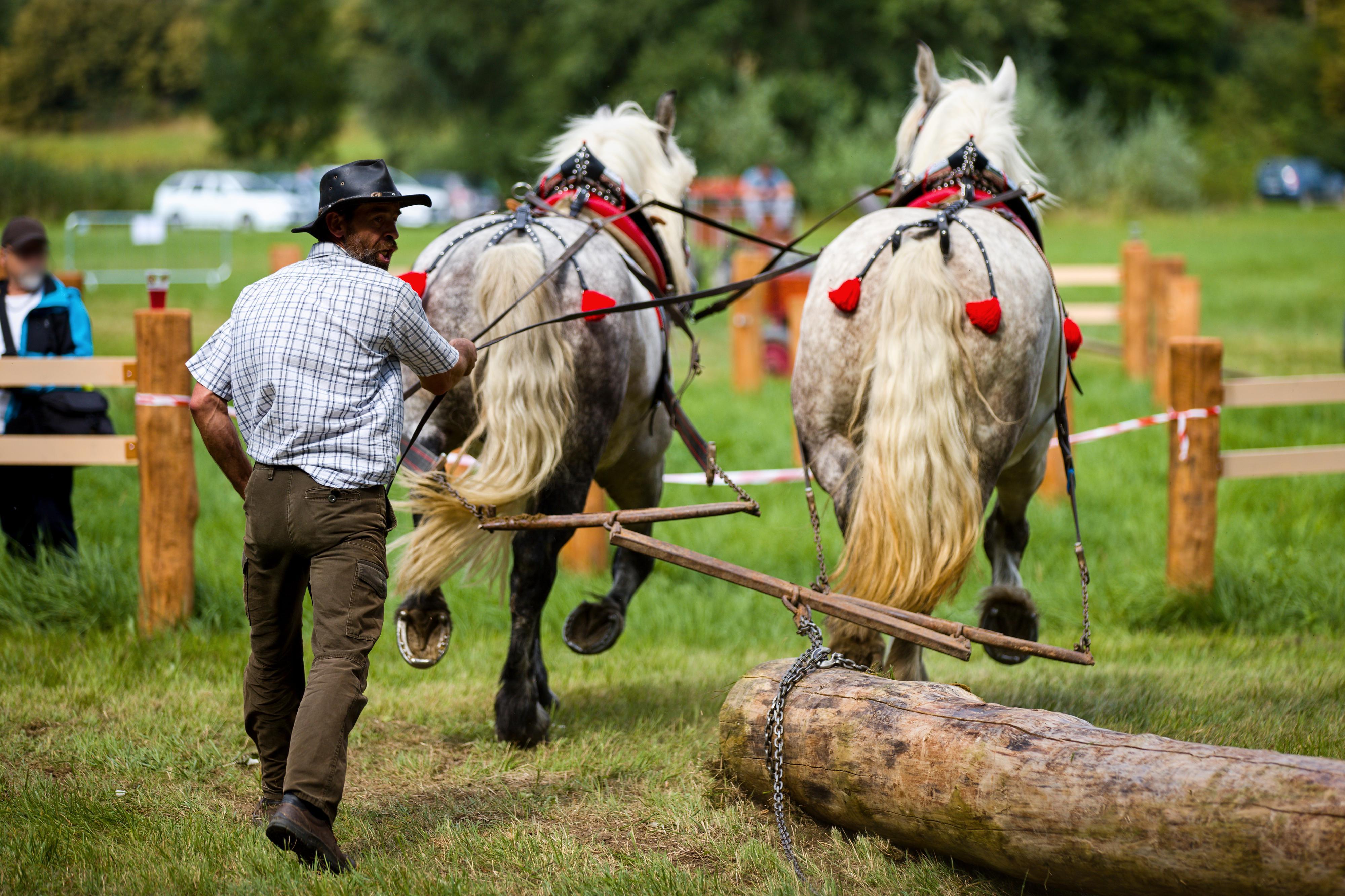 Zemský hřebčinec Tlumačov s.p.o. foto 2