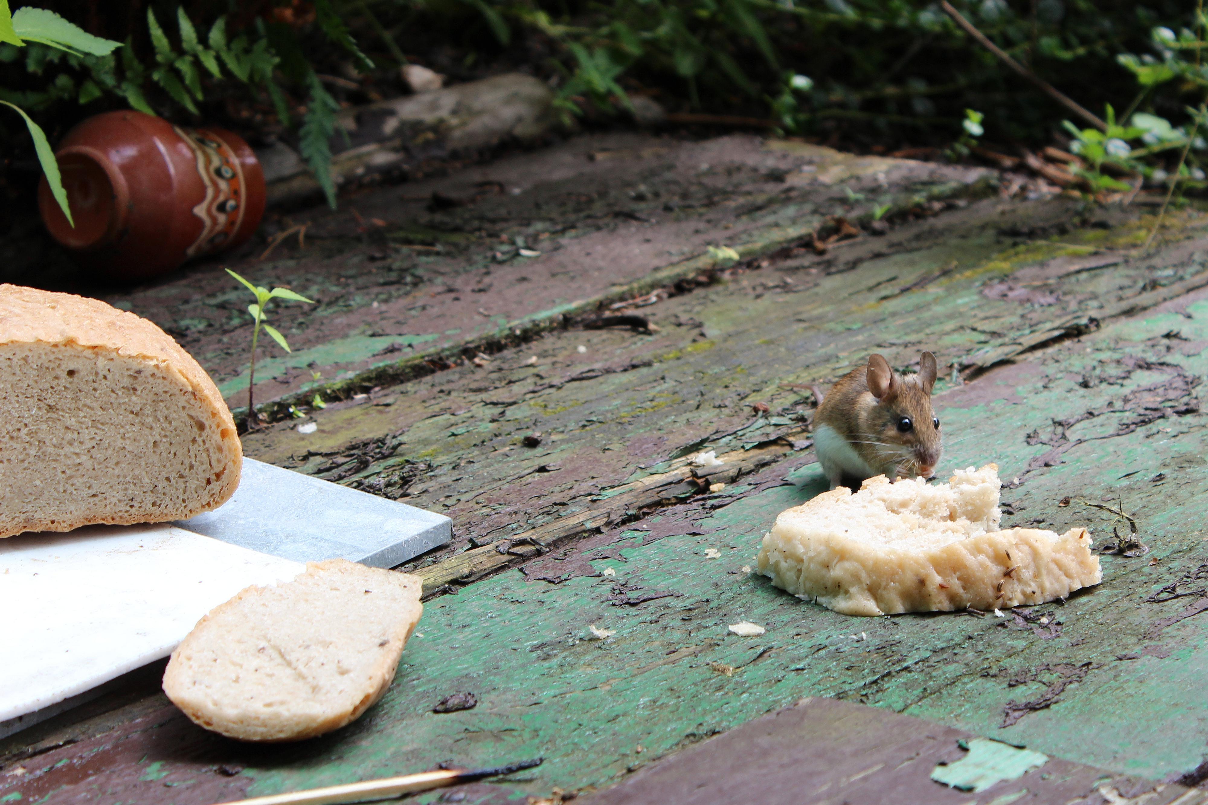 Deratizace Konečný - MK Deratizace foto 6