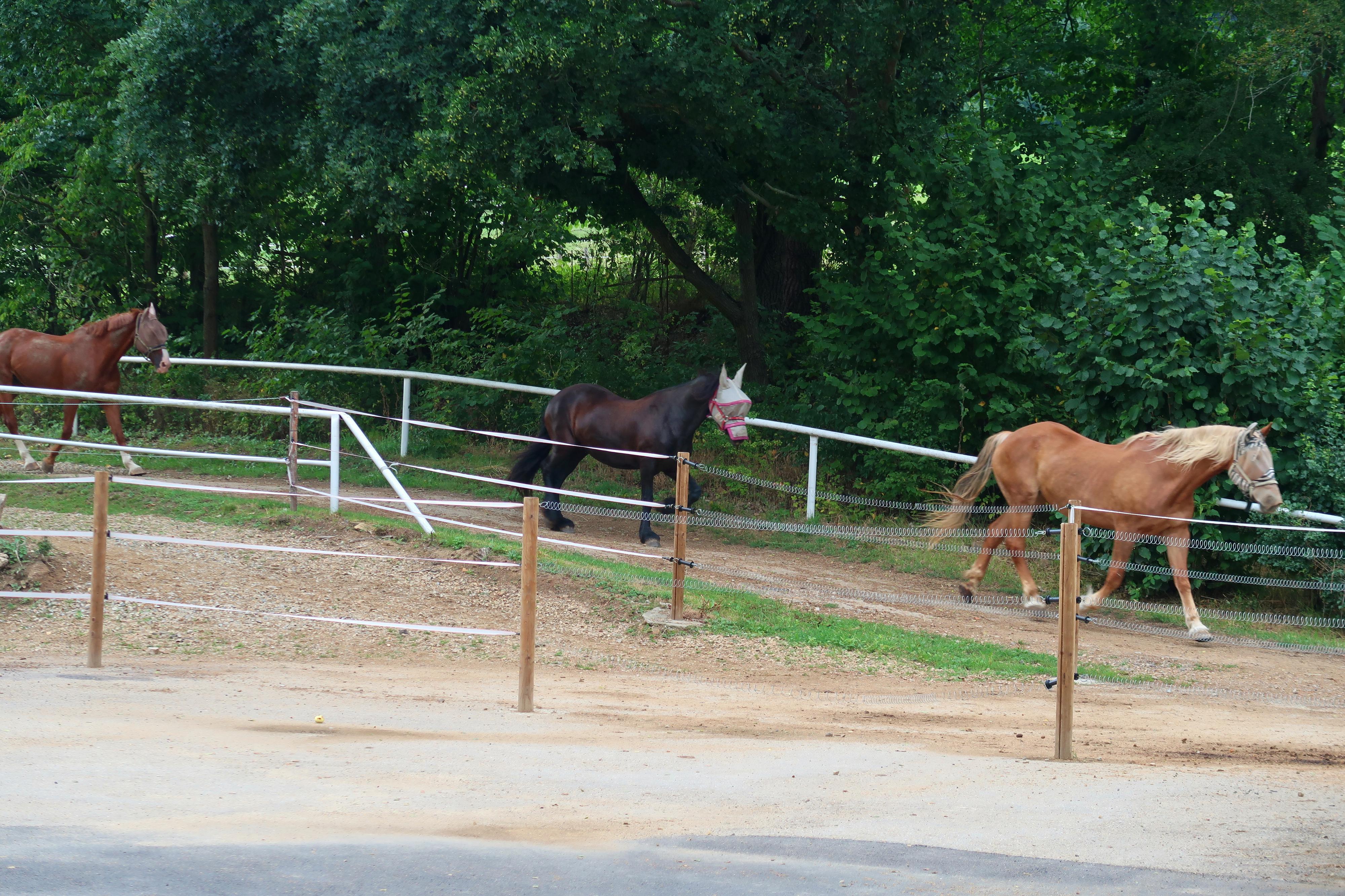 Jezdecký klub Český dvůr foto 3