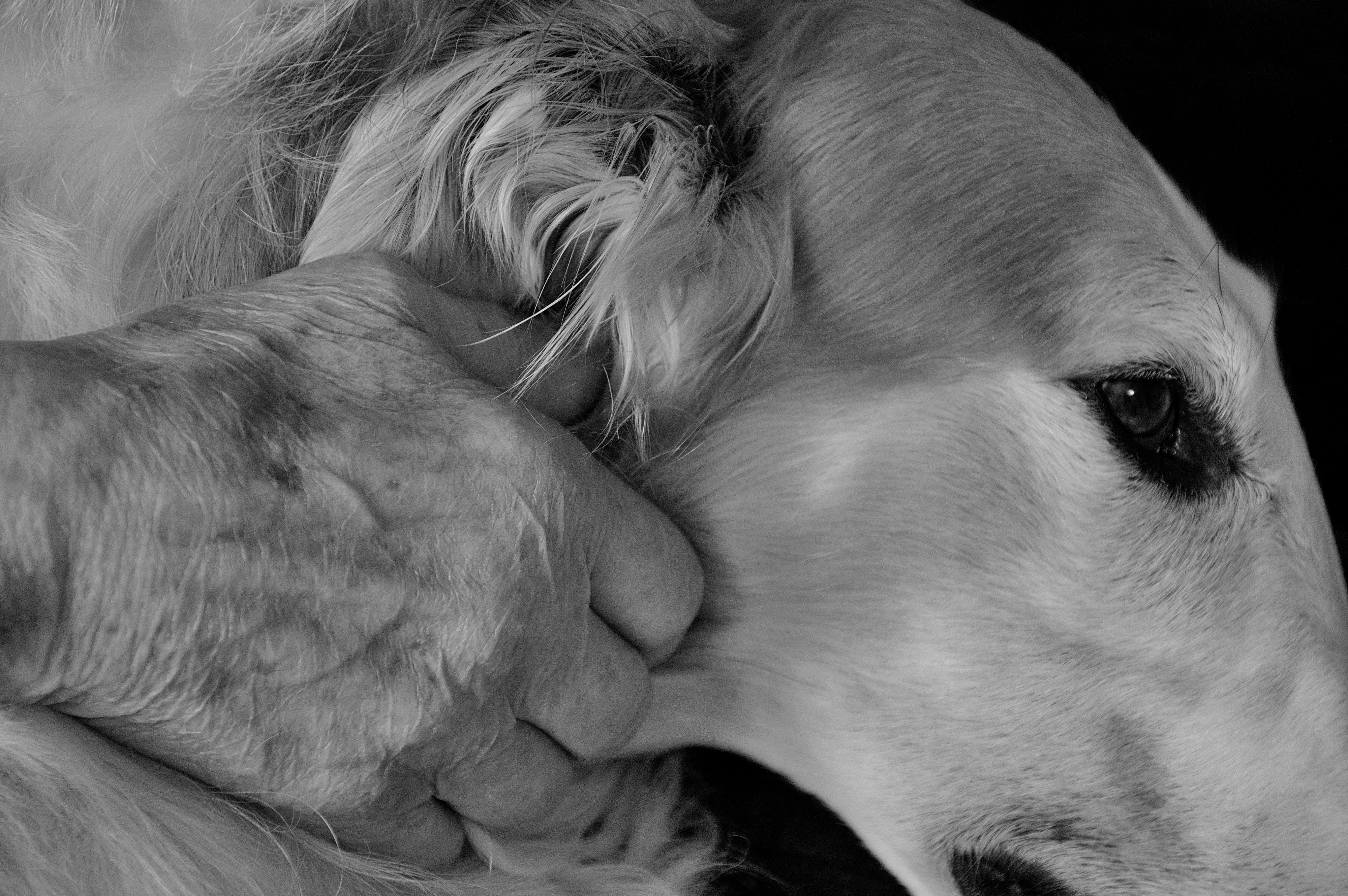 Canisterapie Bohumín