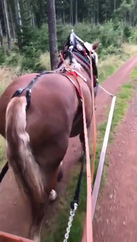 Sedlářství Lubomír Jelínek foto 2 (náhled videa)