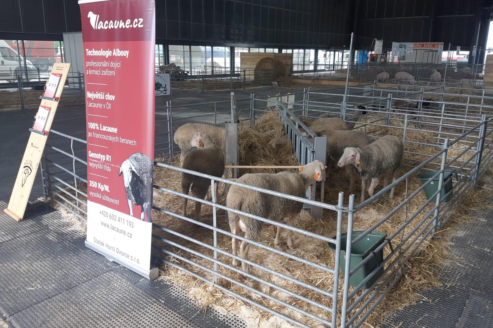 STATEK HORNÍ DVORCE, s.r.o.