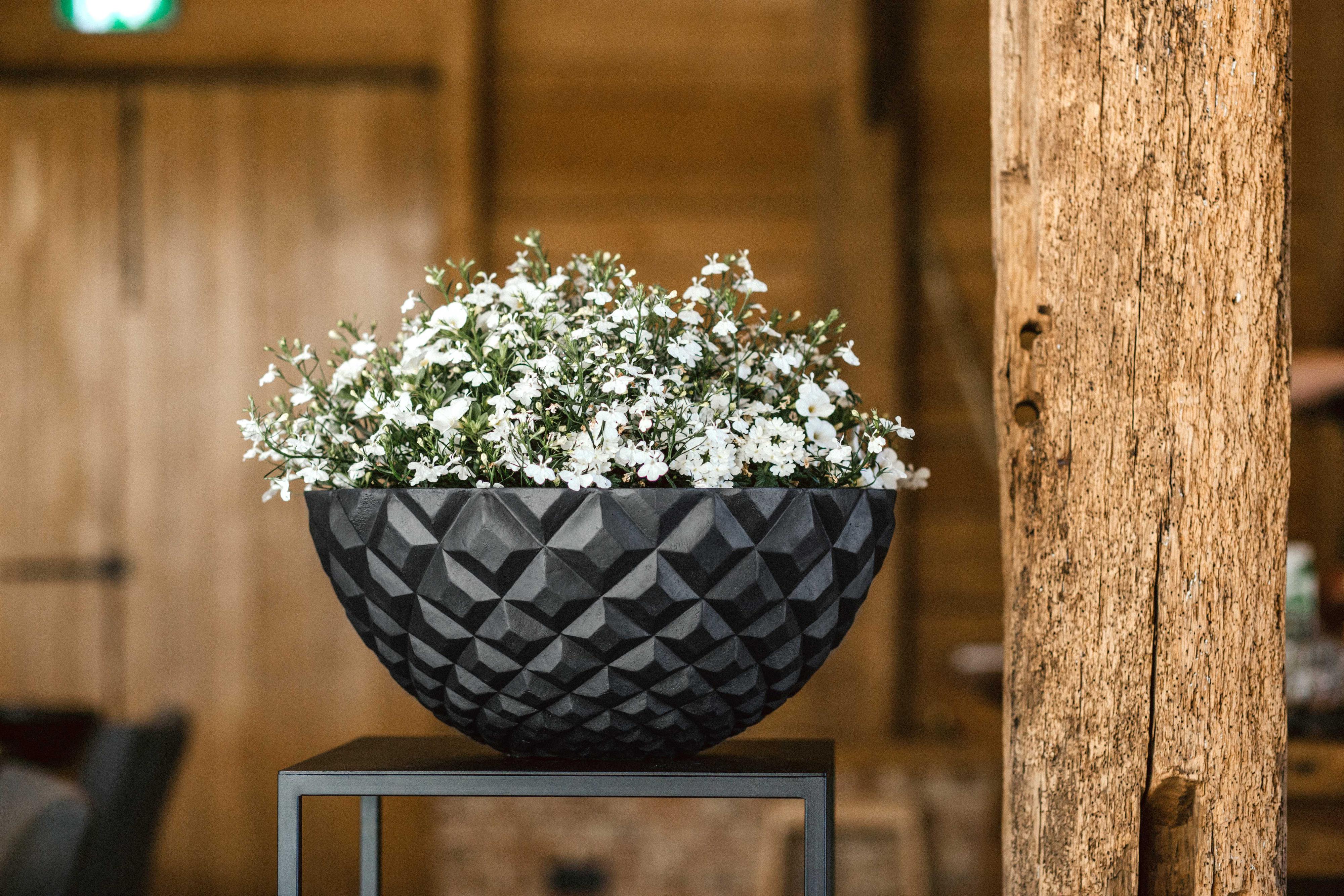 Daniel Beránek - Paloma deco foto 3