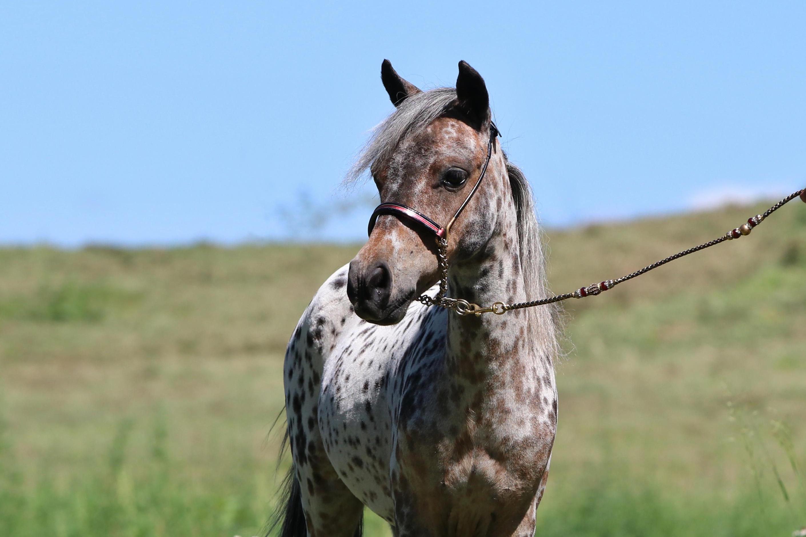 Asociace chovatelů miniaturních koní