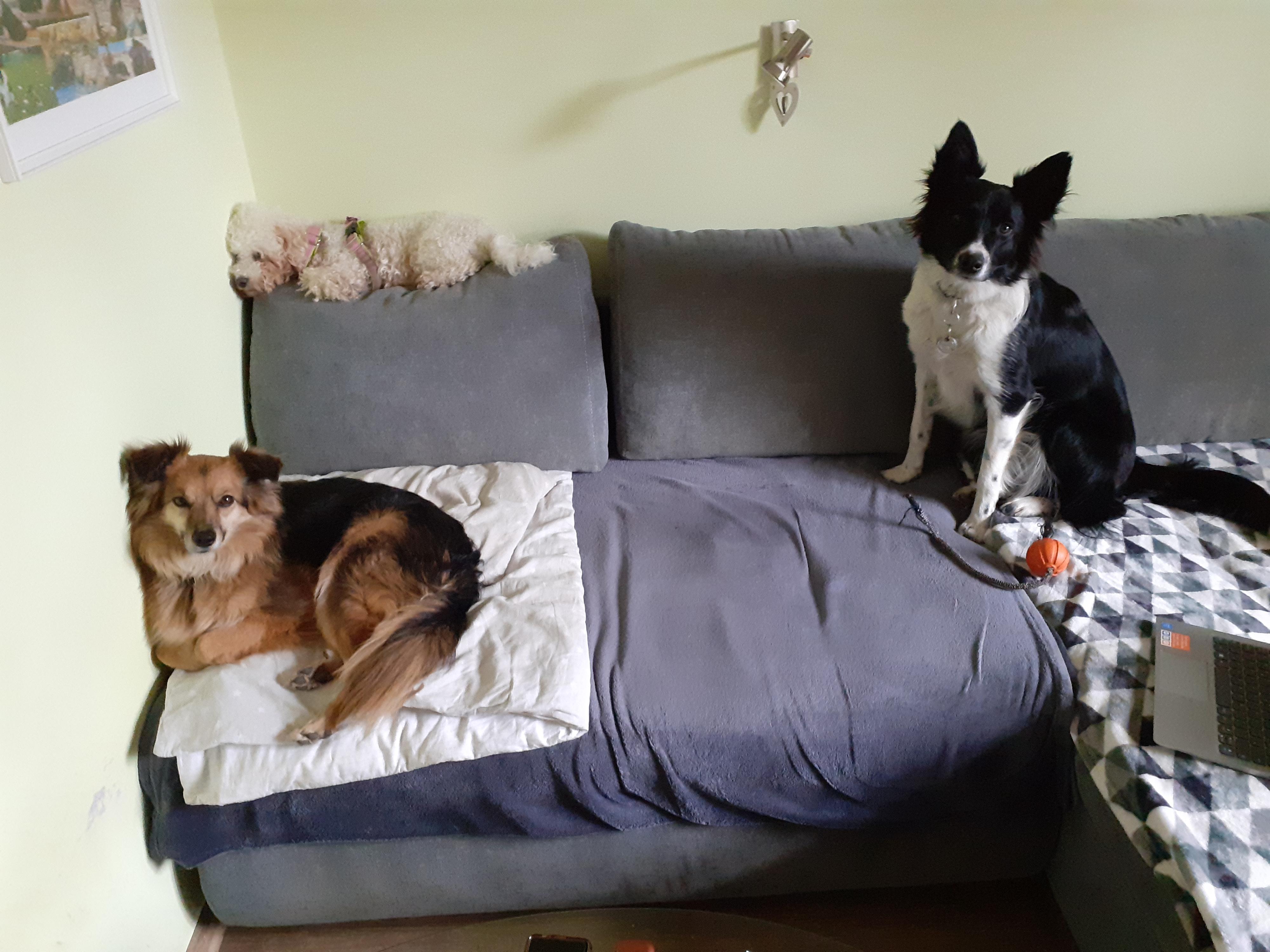 Penzion pro psy Lucky - ubytování pro psy, psí hotel foto 5