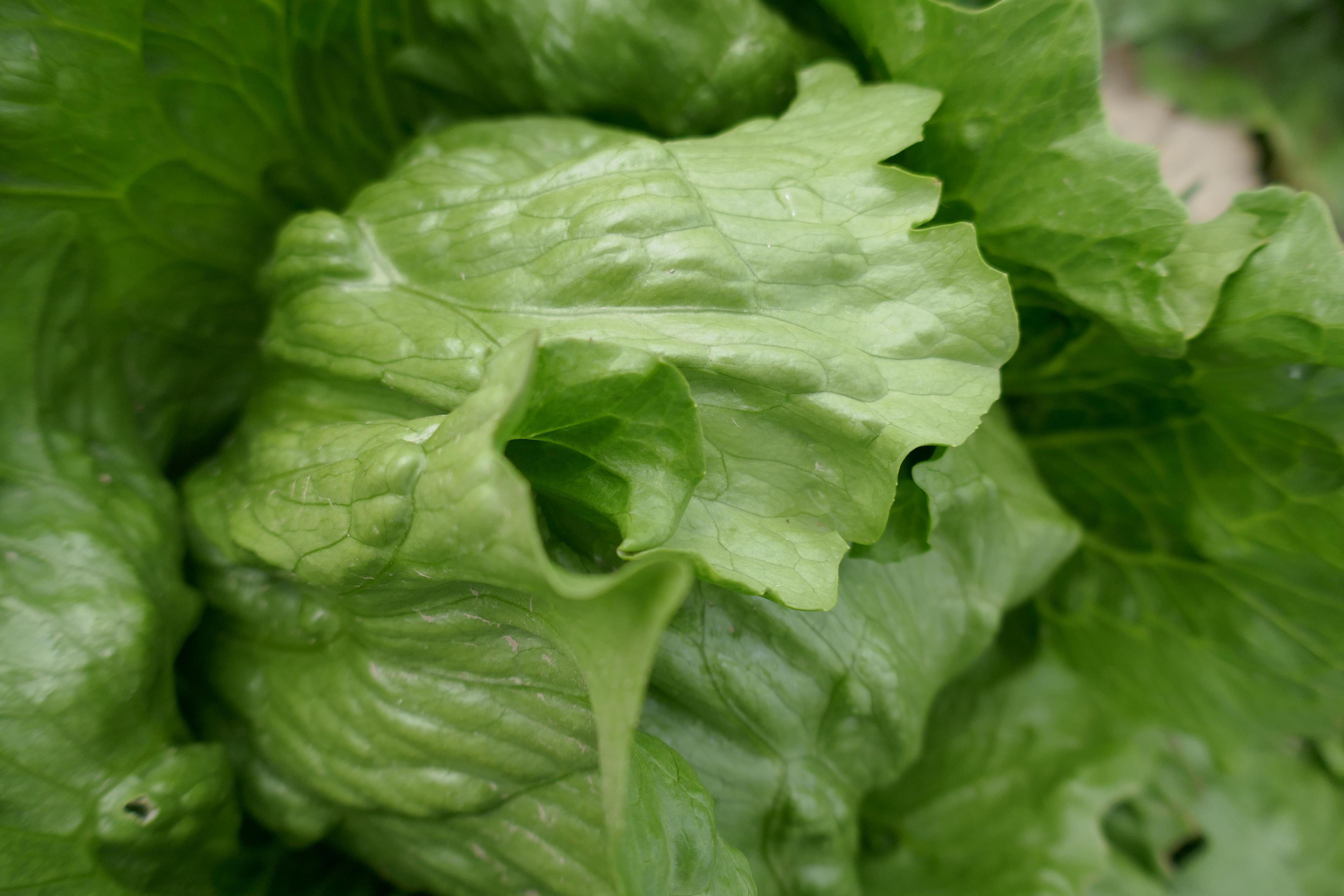 Zelinářská unie Čech a Moravy z. s.