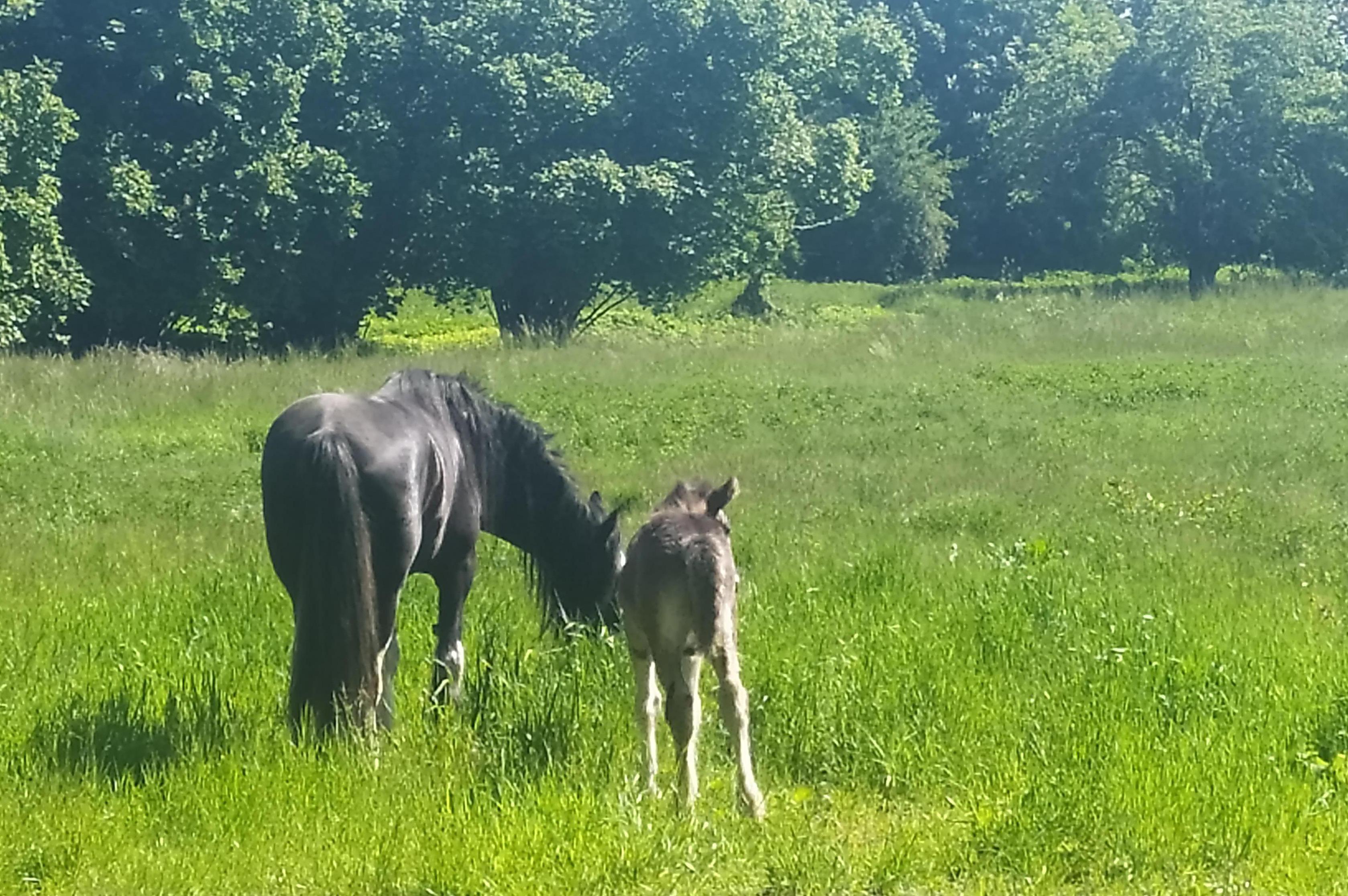 Statek Diblíkov foto 2