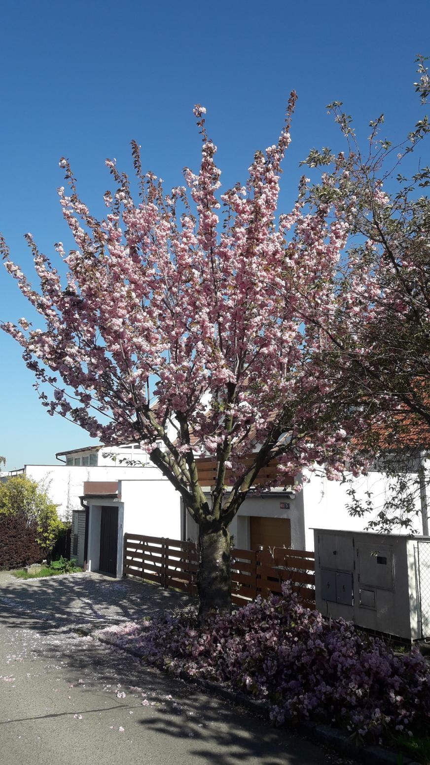 DREAMTREE - Tomáš Voves foto 3