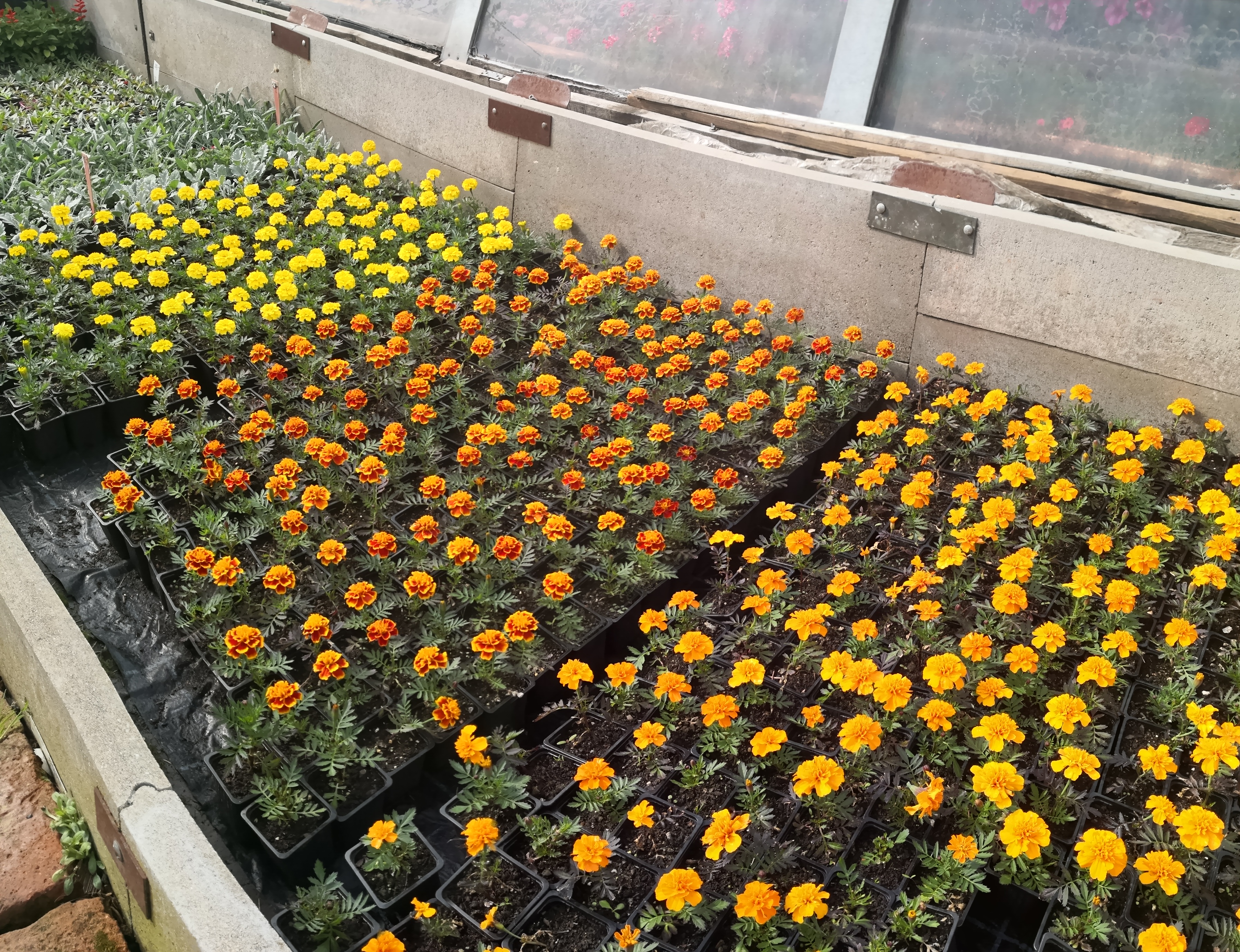 Zahradnictví Gejzír foto 6