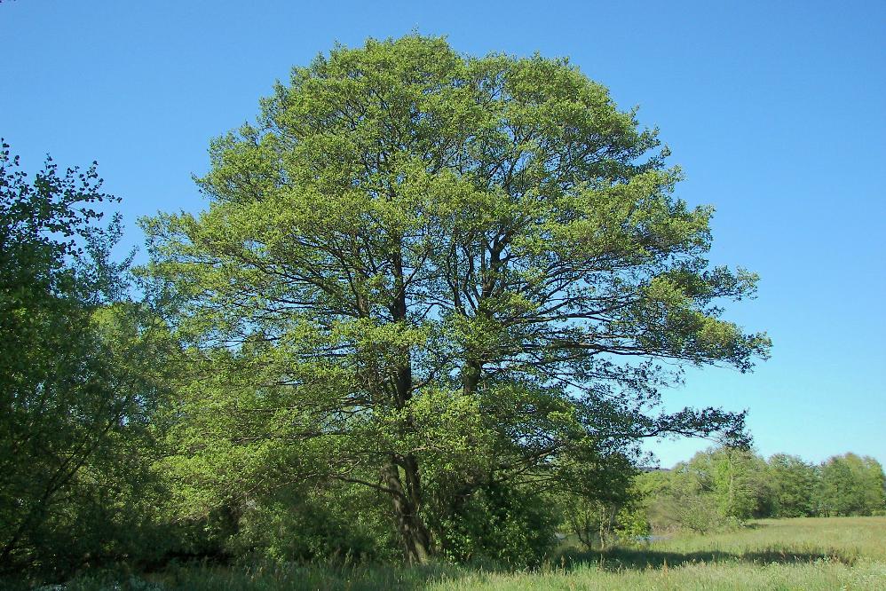 Rizikové kácení stromů