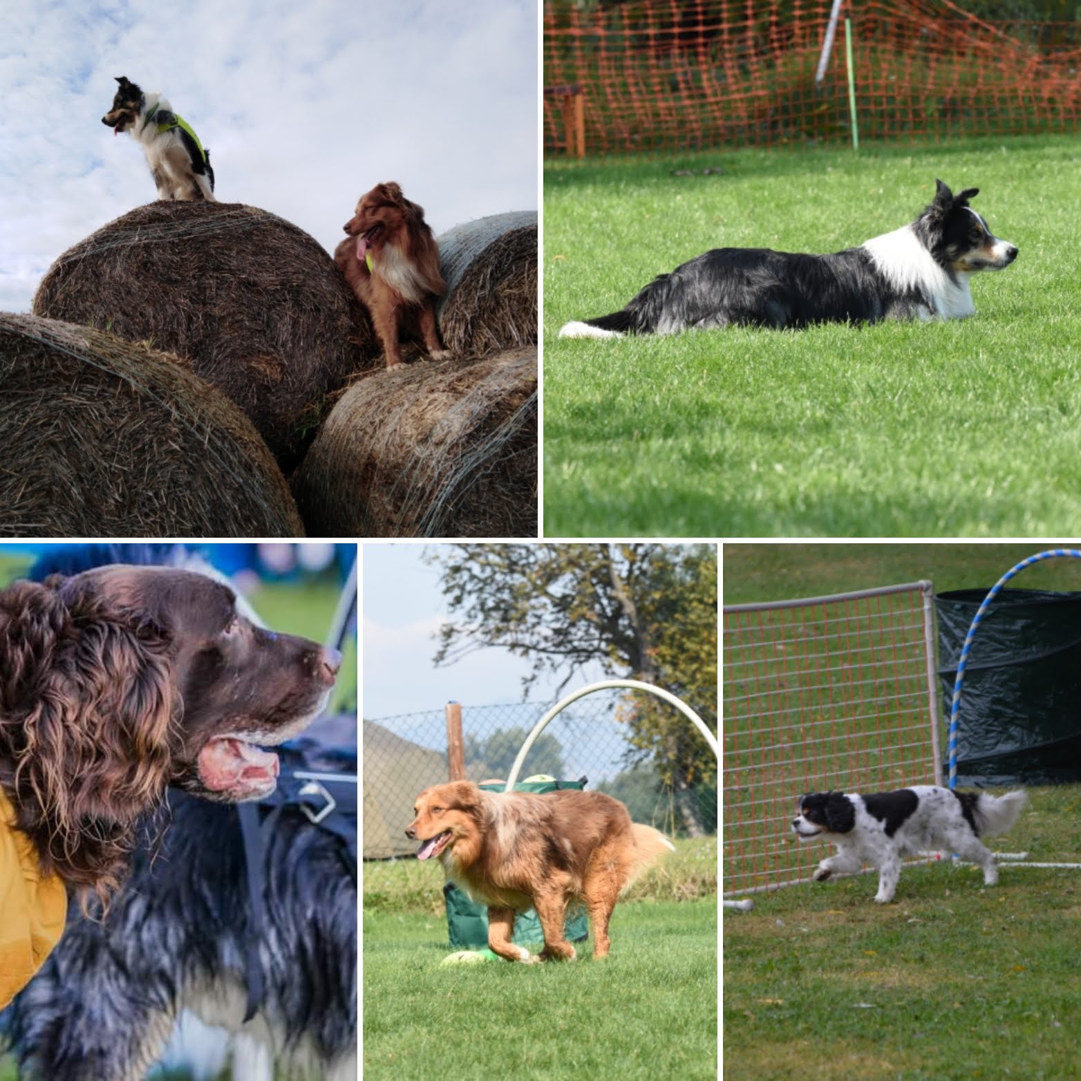 Dog-games foto 2
