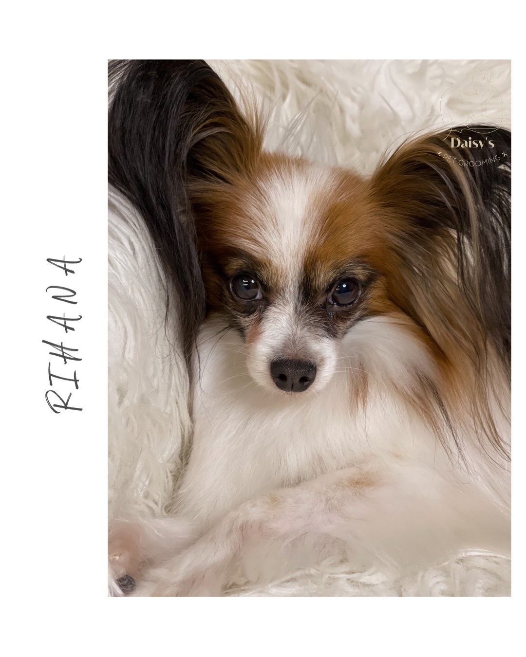 Daisy’s pet grooming foto 1
