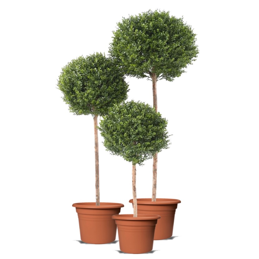 Okrasné keře - BUXUS - Pavel Průša foto 3