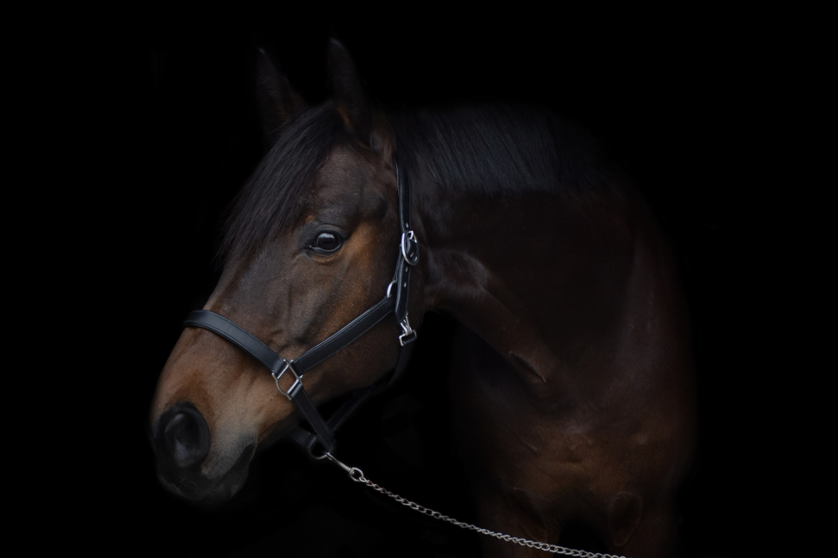 Silver Sun Saddlery - zakázkové sedlářství