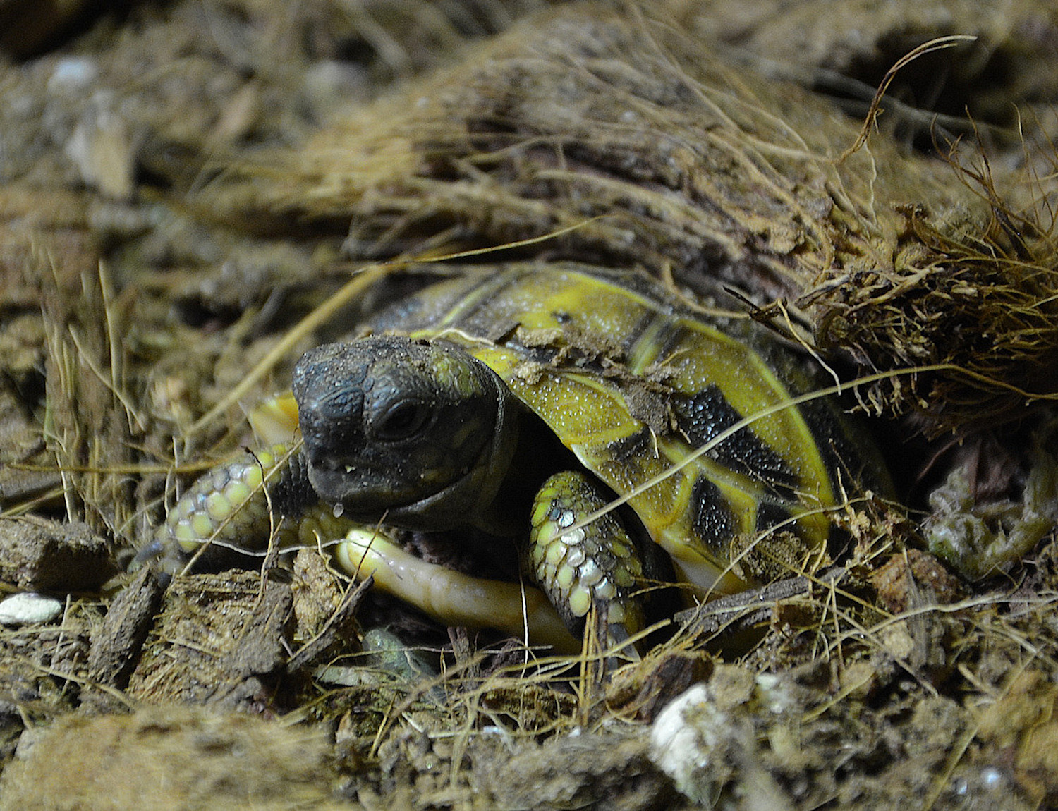 Tortoises foto 5