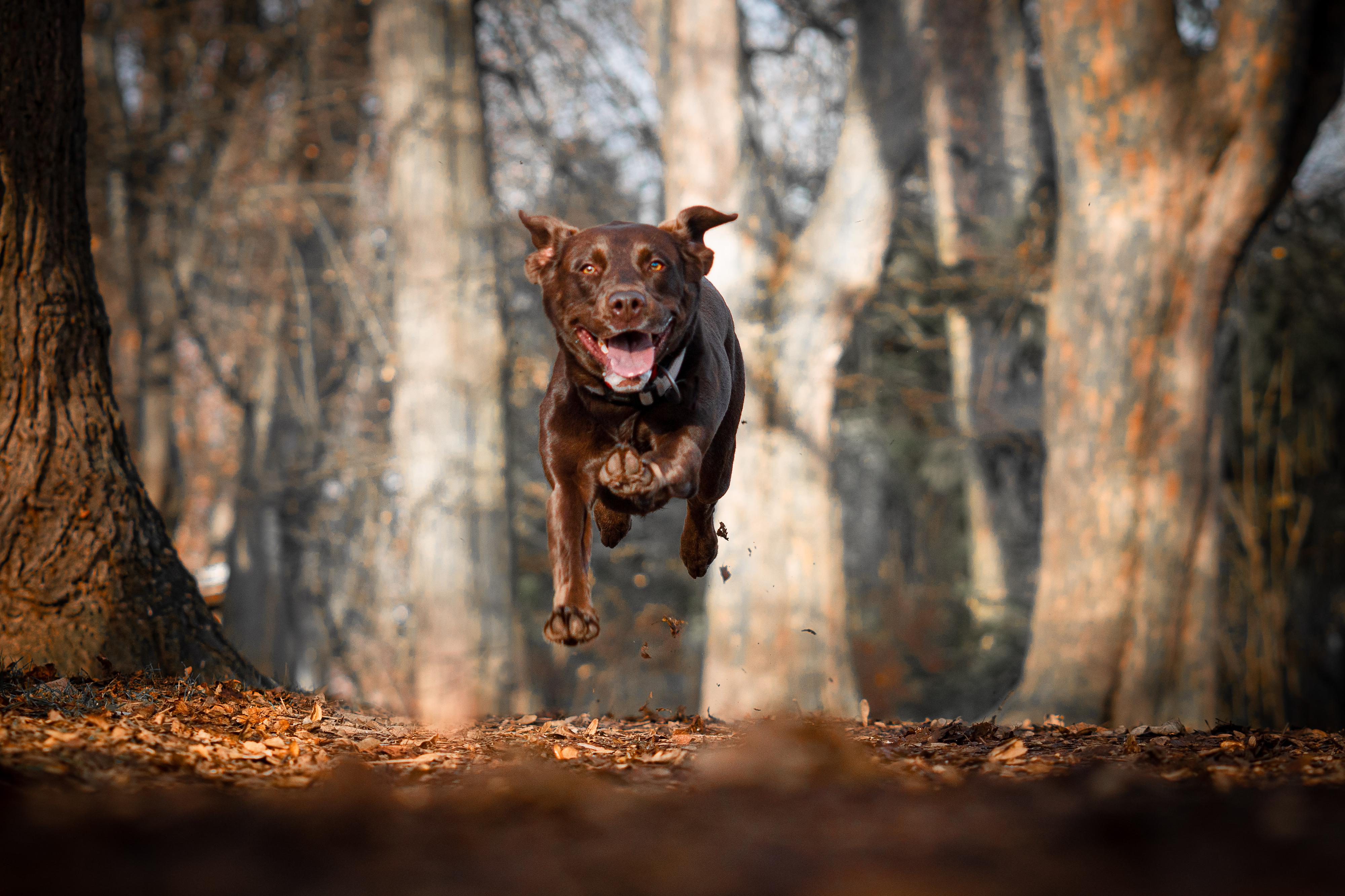 Petra Voet Photography - PV Pix World foto 6