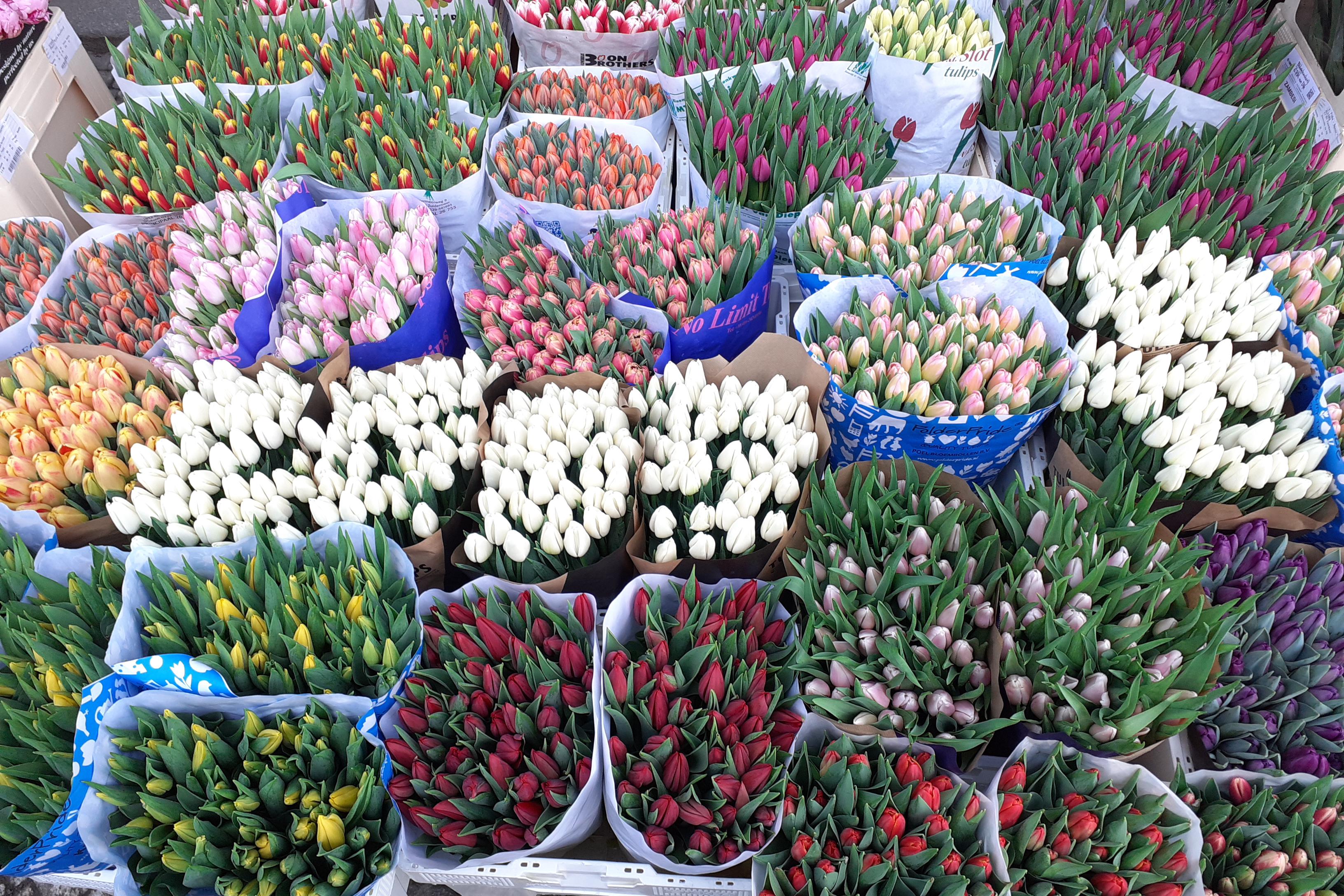 5000 ks tulipánů na MDŽ