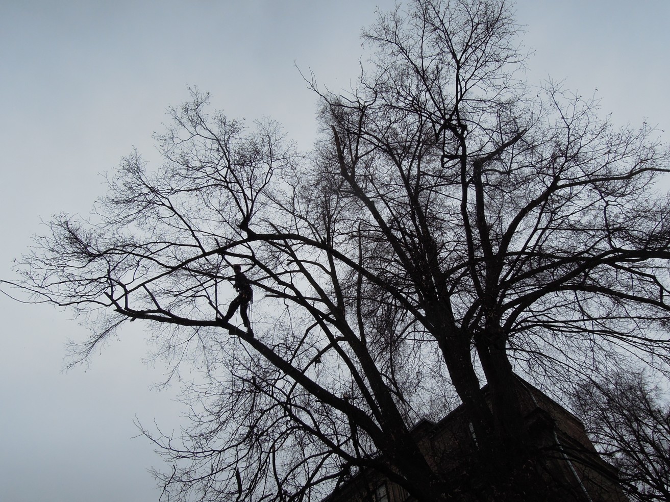Urban trees foto 4