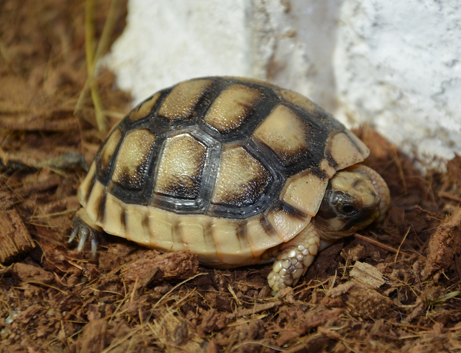 Tortoises foto 3