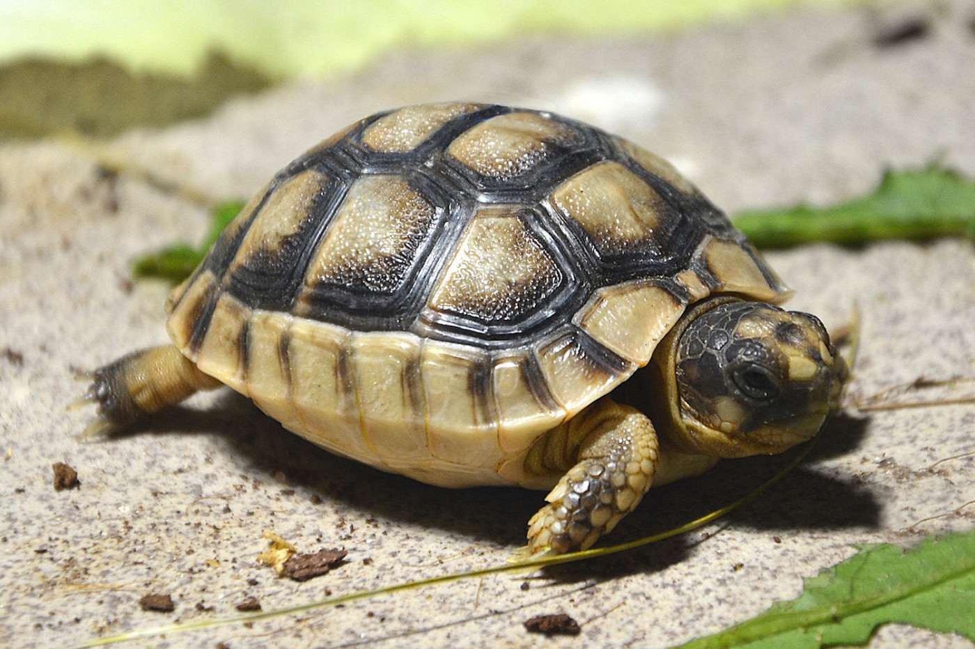 Tortoises