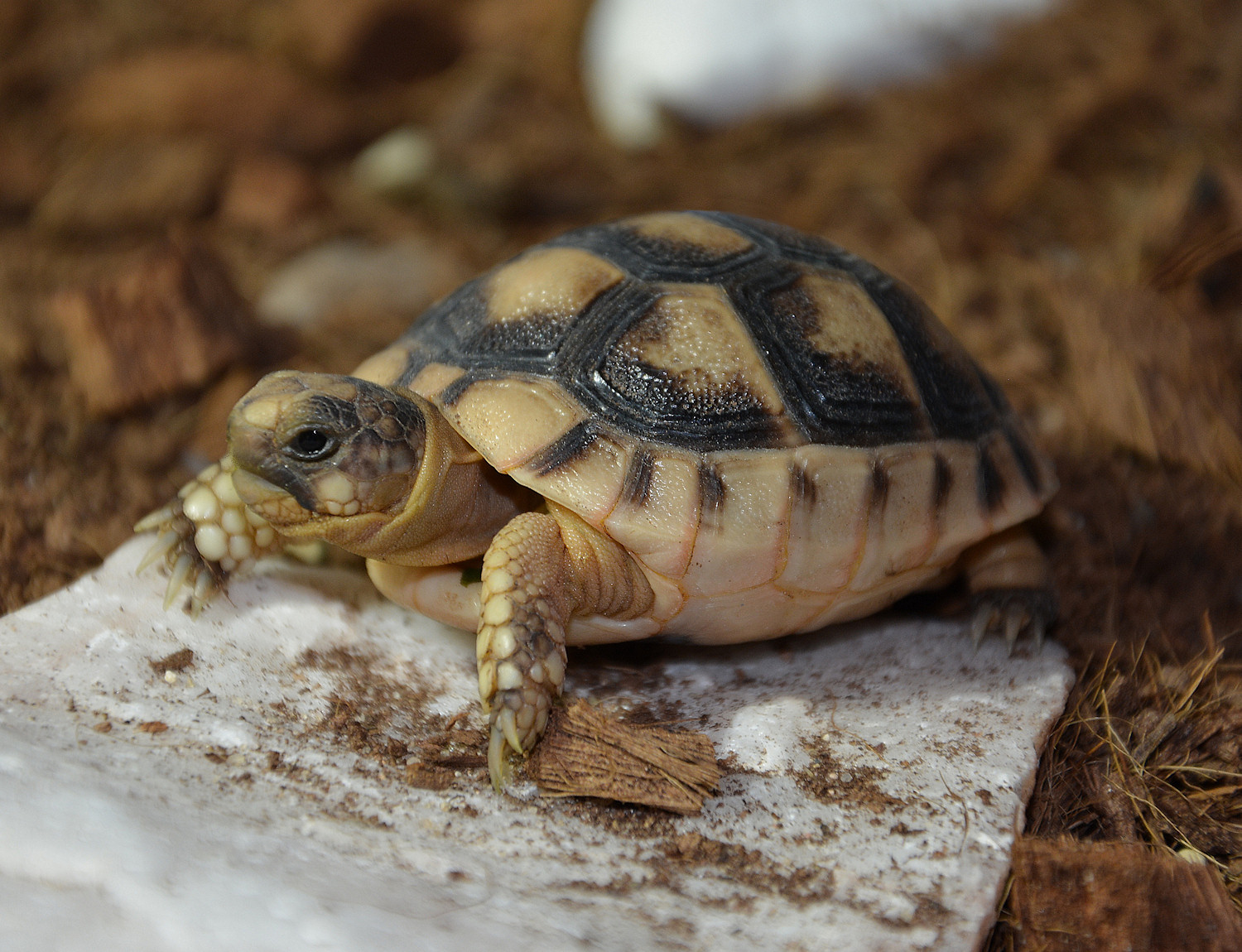 Tortoises foto 2