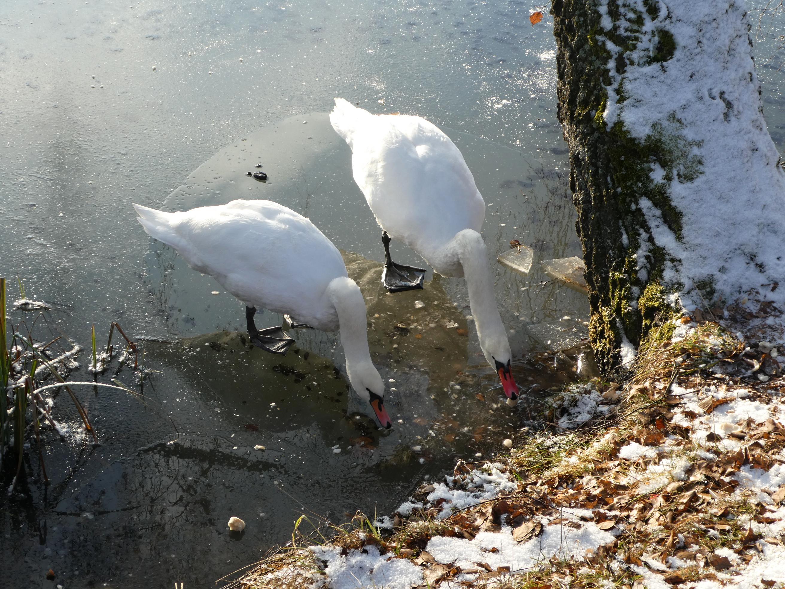 Junák - český skaut, středisko Permoník Rtyně v Podkrkonoší foto 6