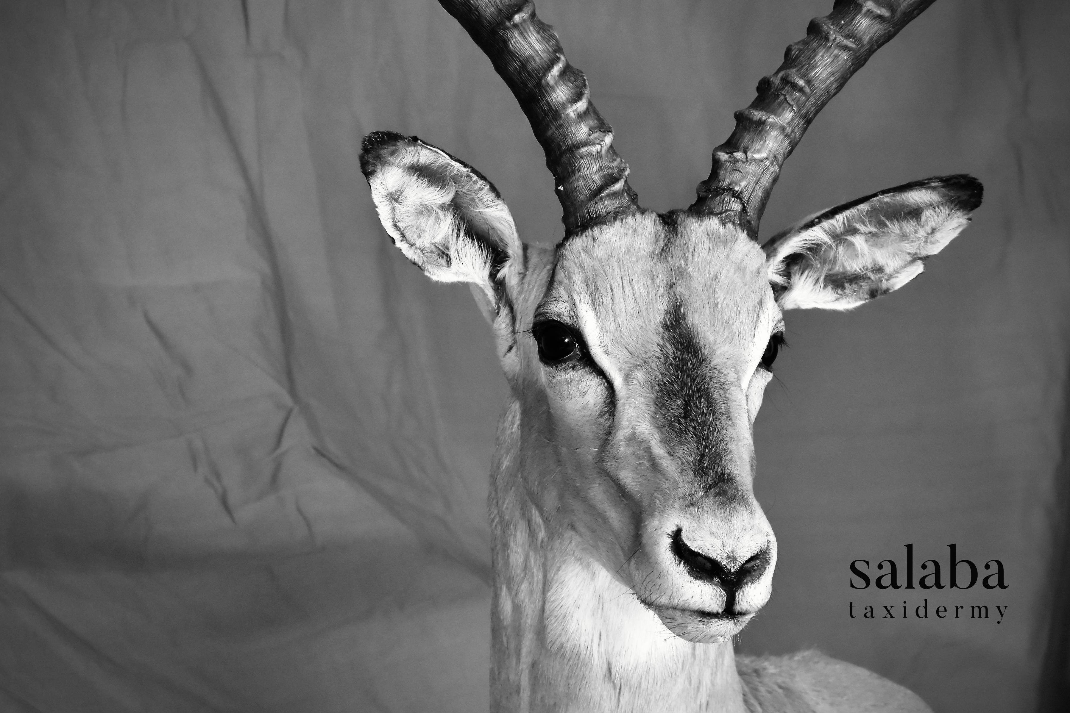 Taxidermy Salaba