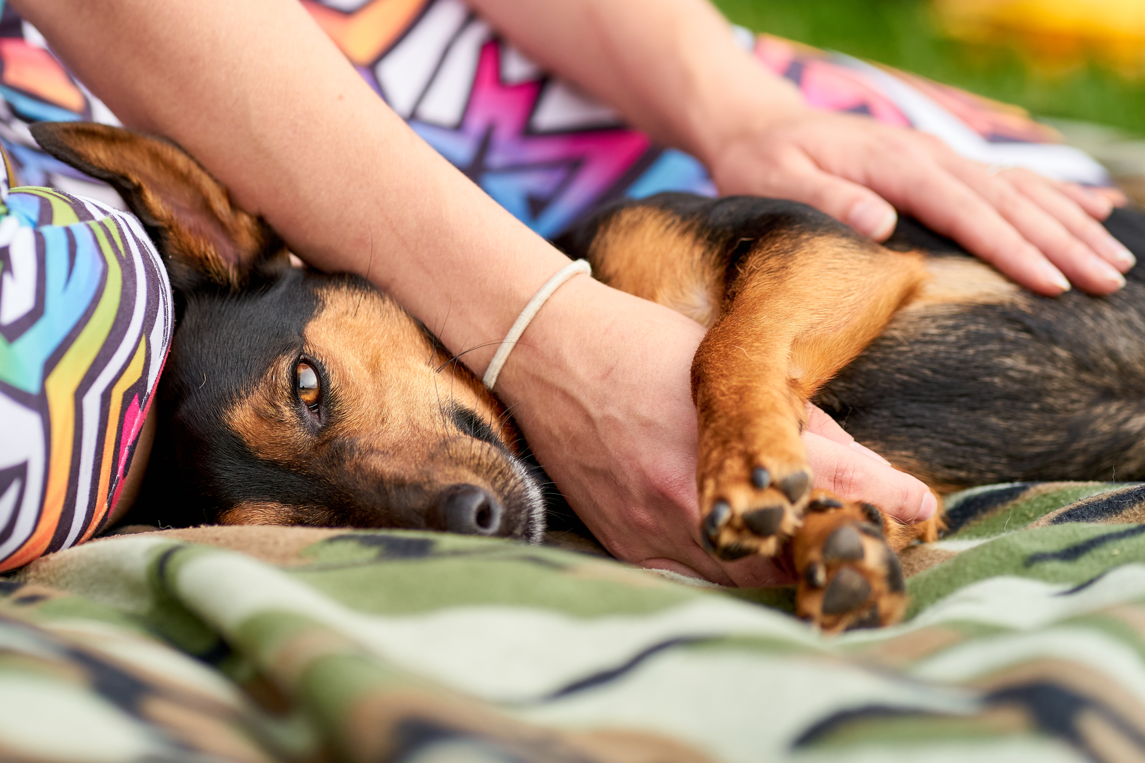 Dog Rehab foto 3