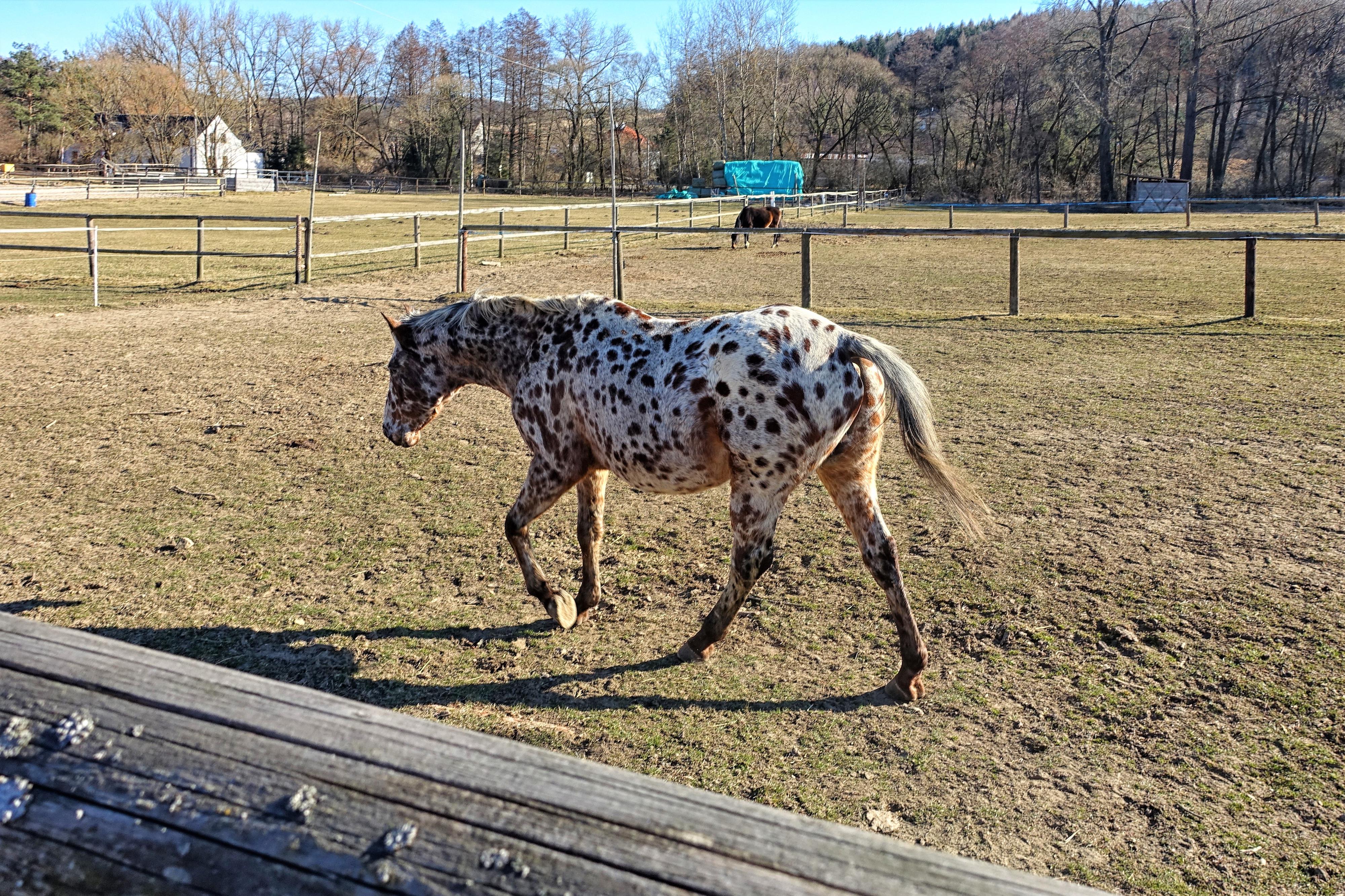 Farma Michael na tvrzi Nedvězí foto 6