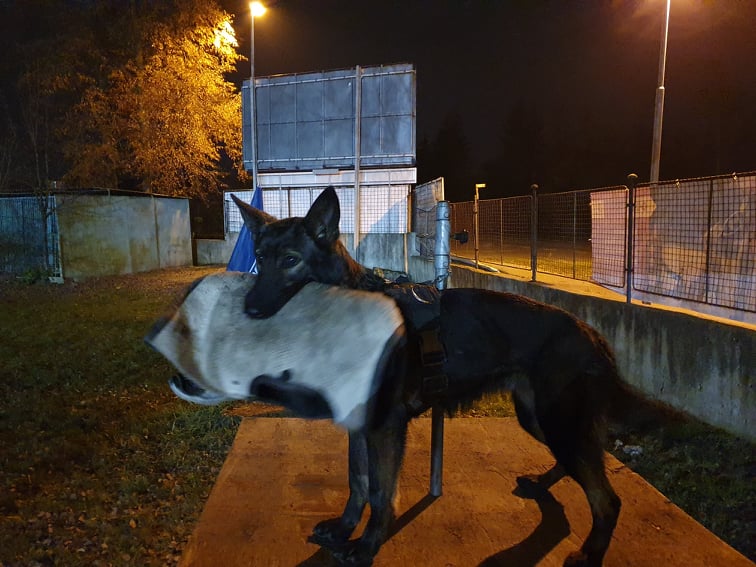 Český kynologický svaz základní kynologická organizace č.207 foto 2