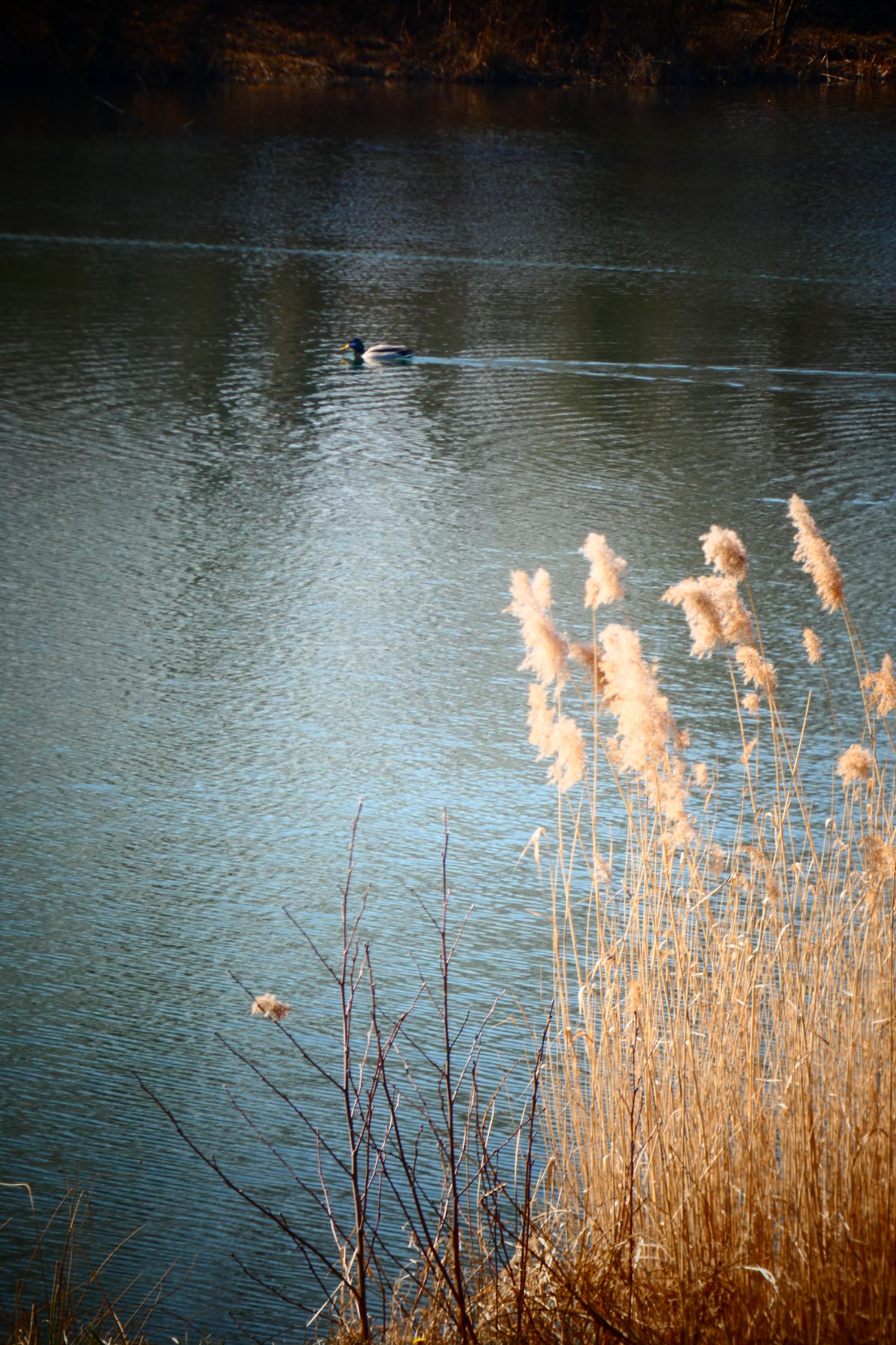 Půjčovna lodiček Dokořán foto 5