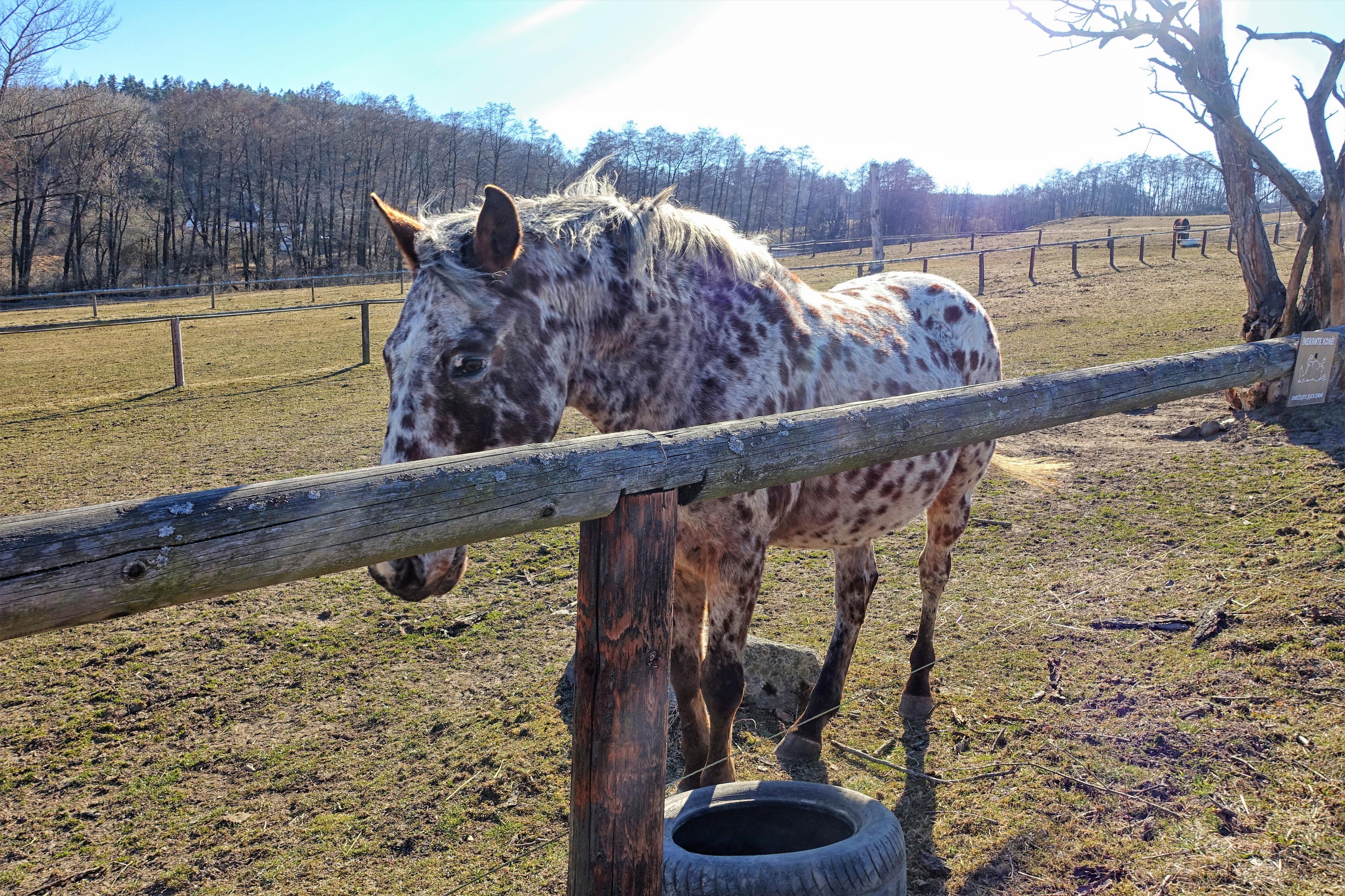 Farma Michael na tvrzi Nedvězí foto 6