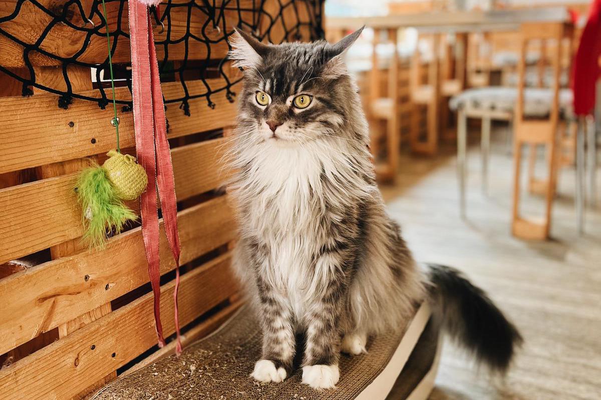 Kočičí kavárna Pohoda