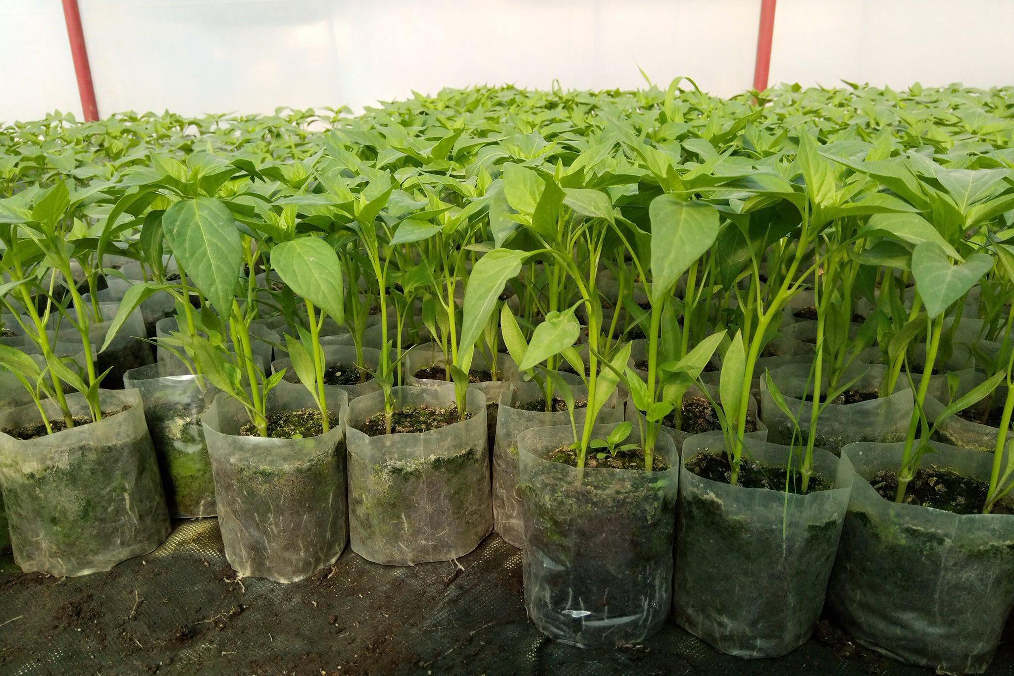 Zahradnictví Dětmarovice