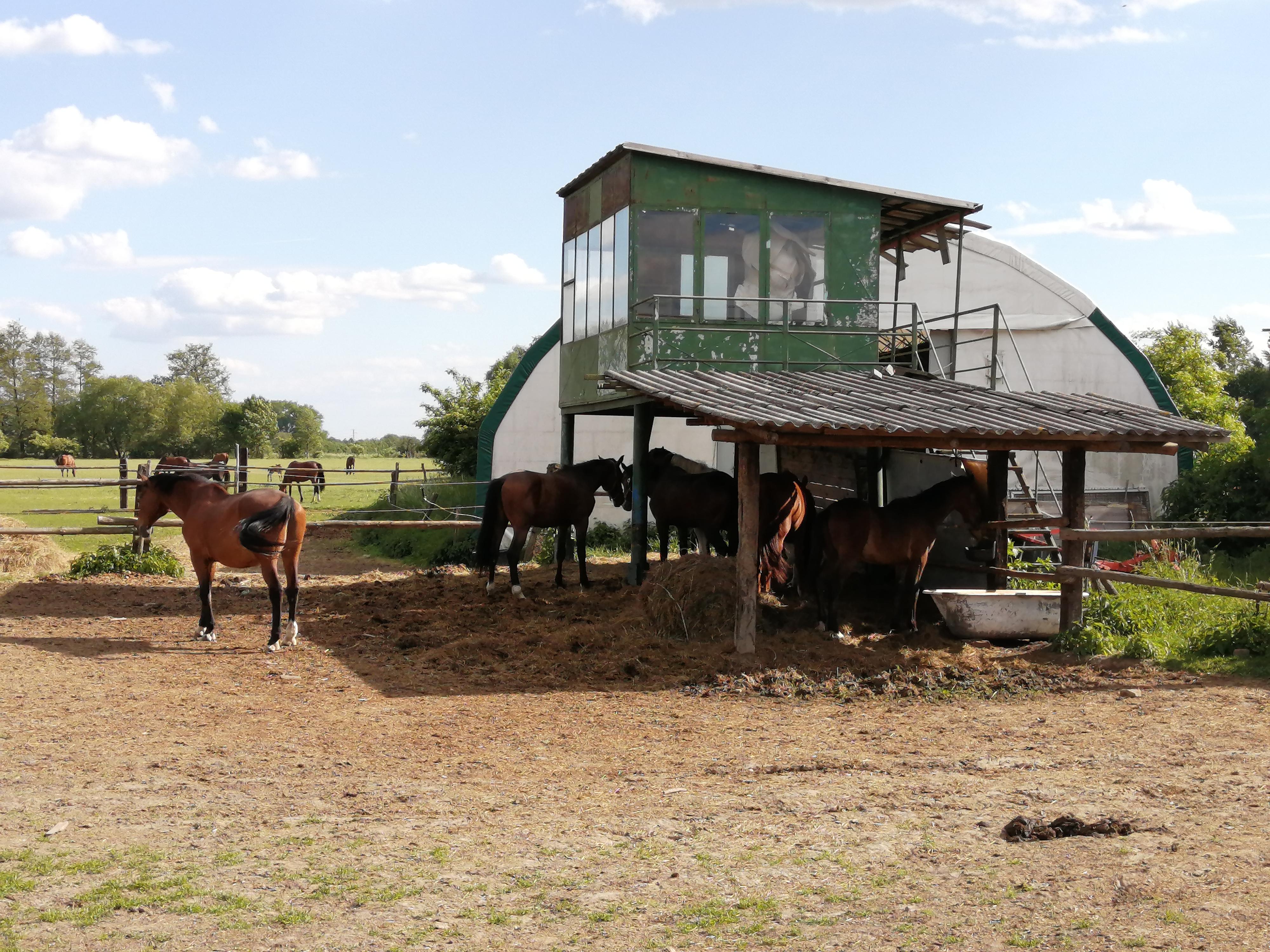 Hanácký jezdecký klub Litovel foto 5