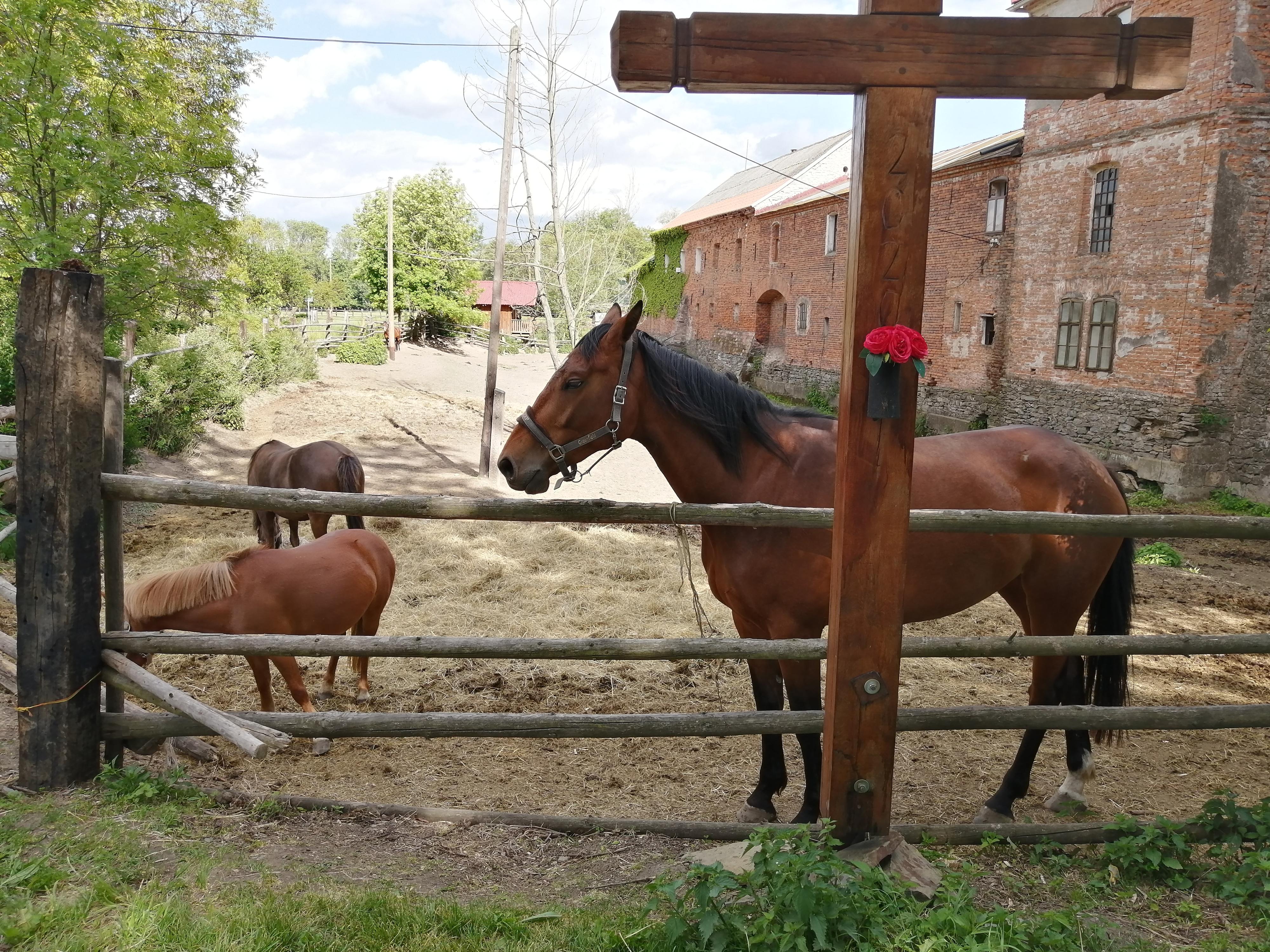 Hanácký jezdecký klub Litovel foto 4