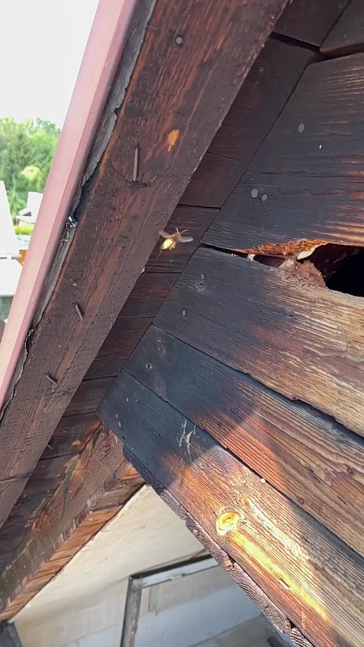 Deratizace, Dezinsekce, Dezinfekce Hubim.cz foto 2 (náhled videa)