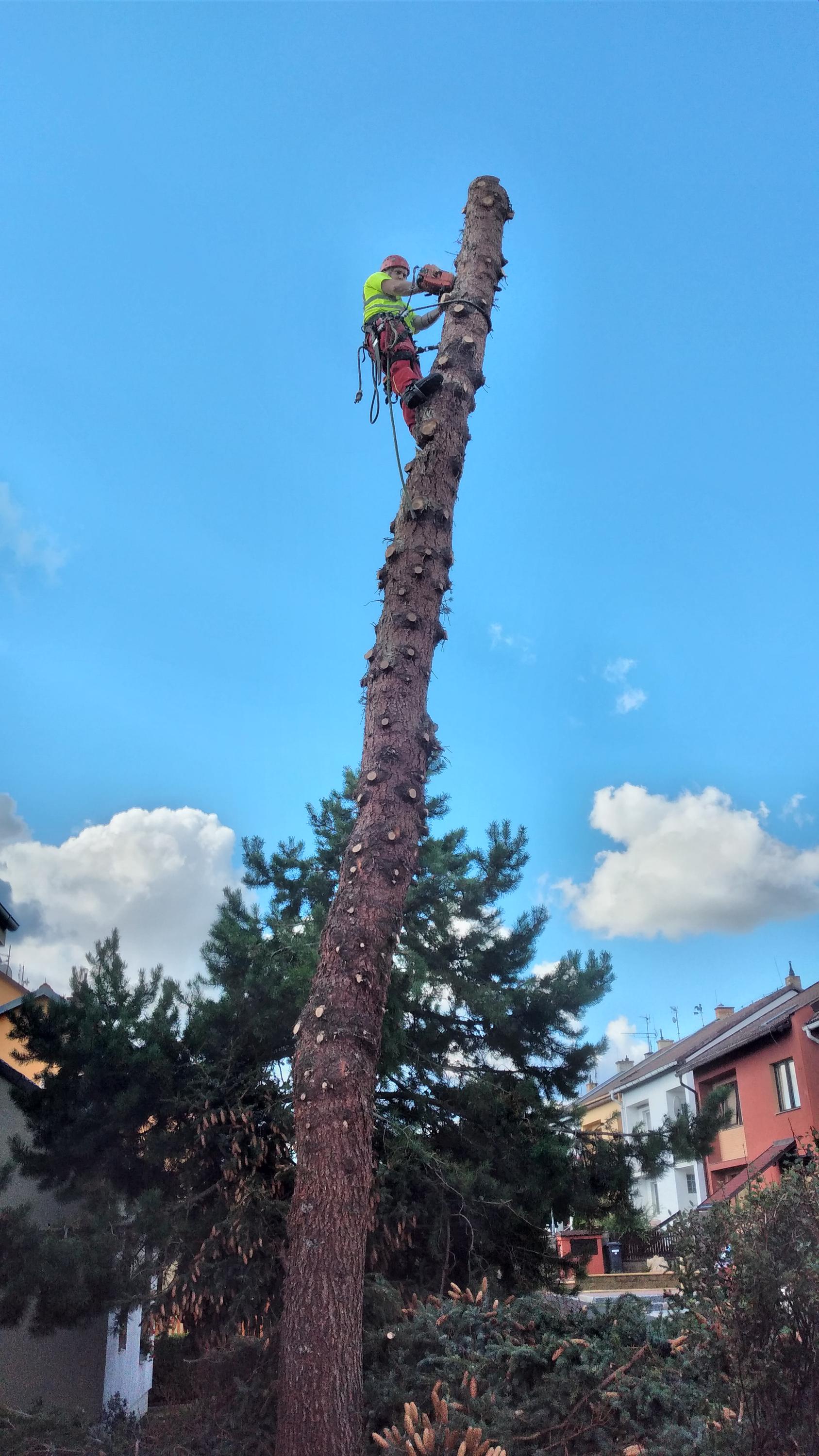 Kácení a ořez rizikových stromů - Ing. Pavel Kuba foto 6