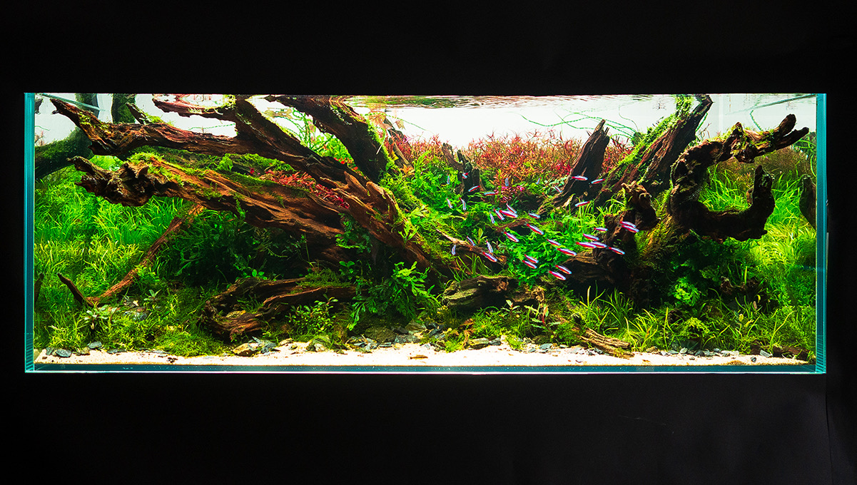 Aquascape.cz foto 2