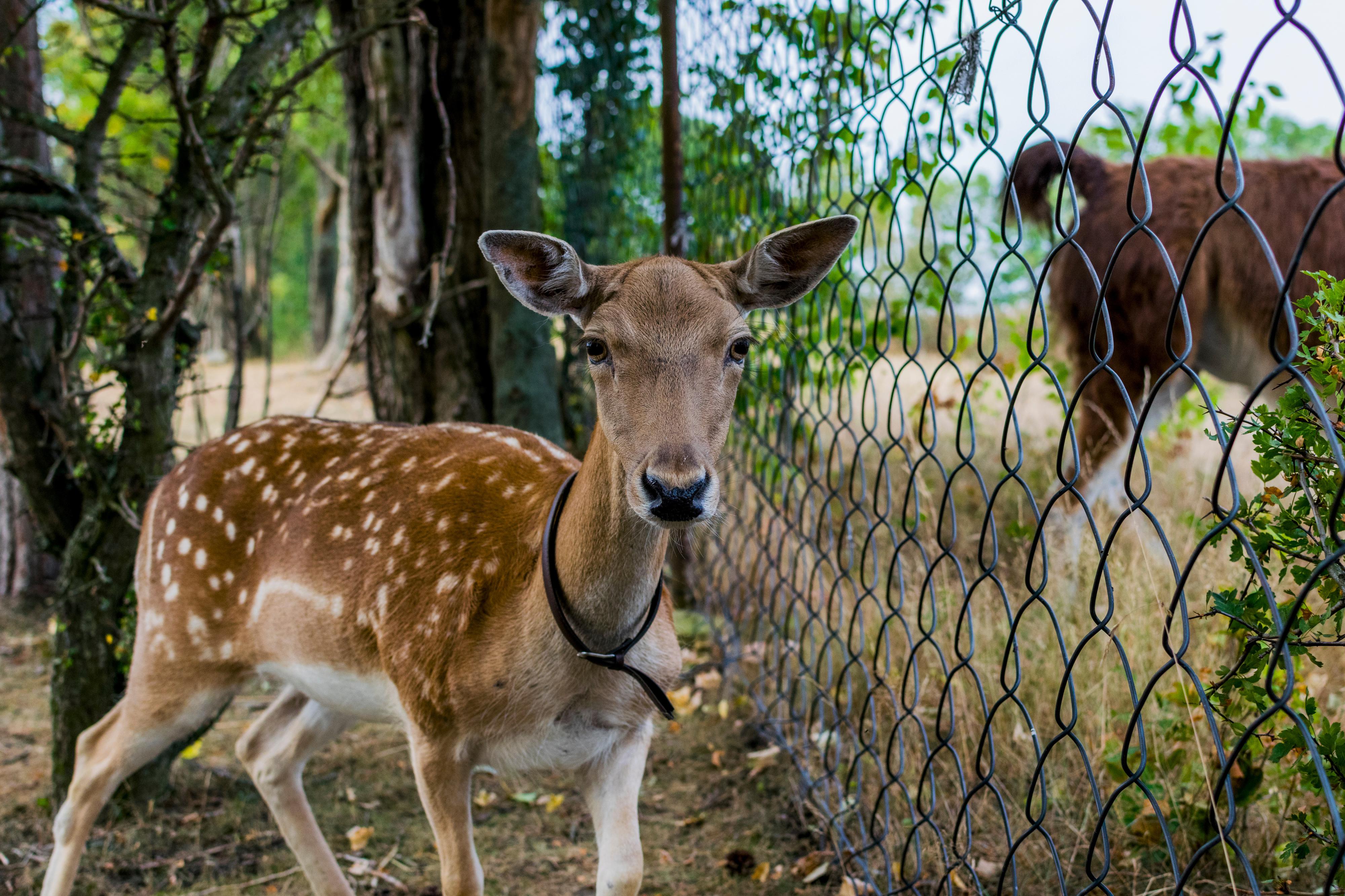 FARMA U LAMÁKA foto 5