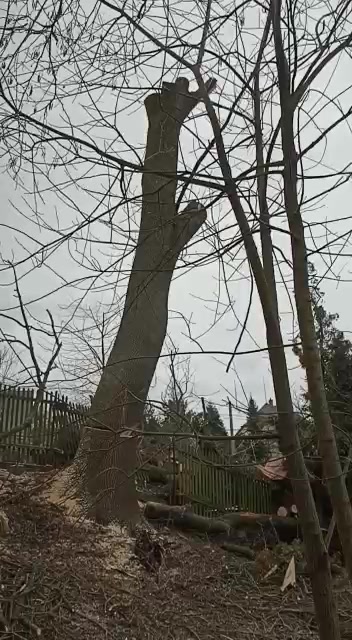 Artur Držik - Rizikové kácení foto 2 (náhled videa)