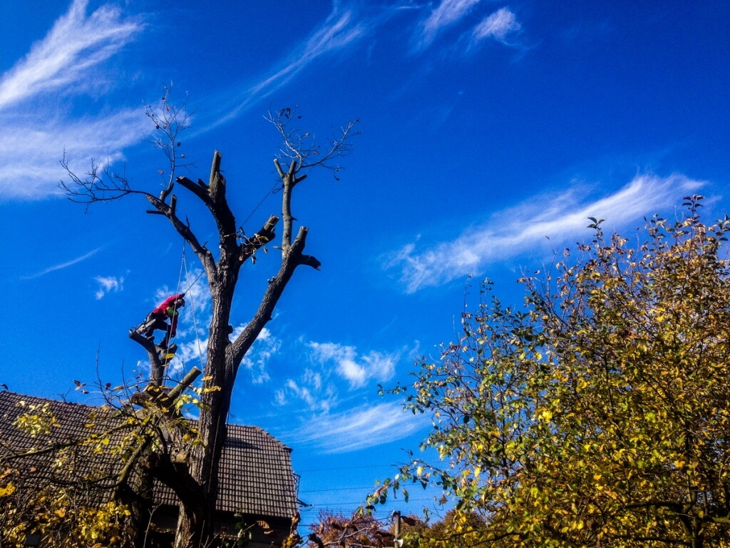 Rizikové kácení MORAVA foto 4