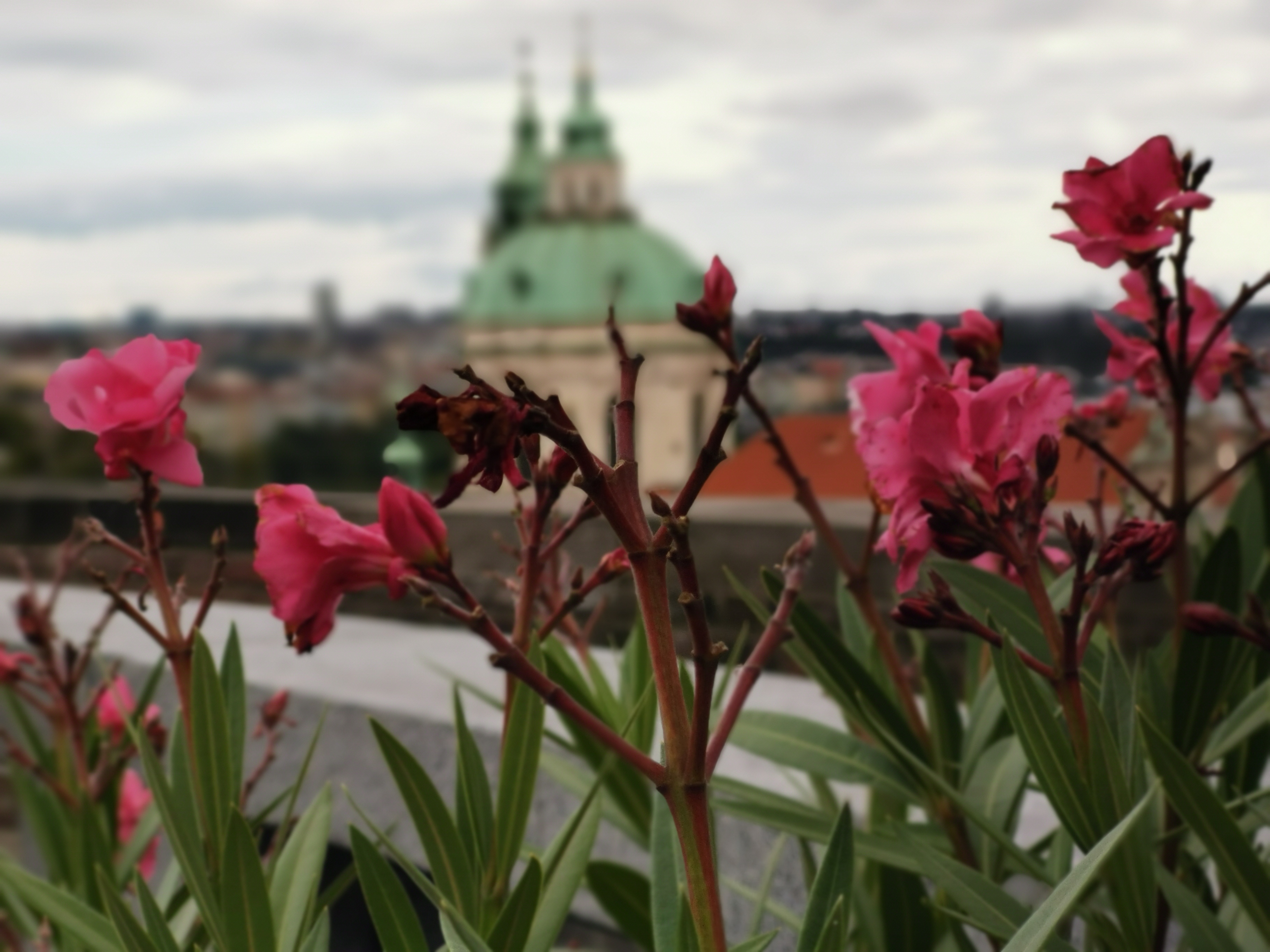 Katarzyna Kinga Poláková foto 3