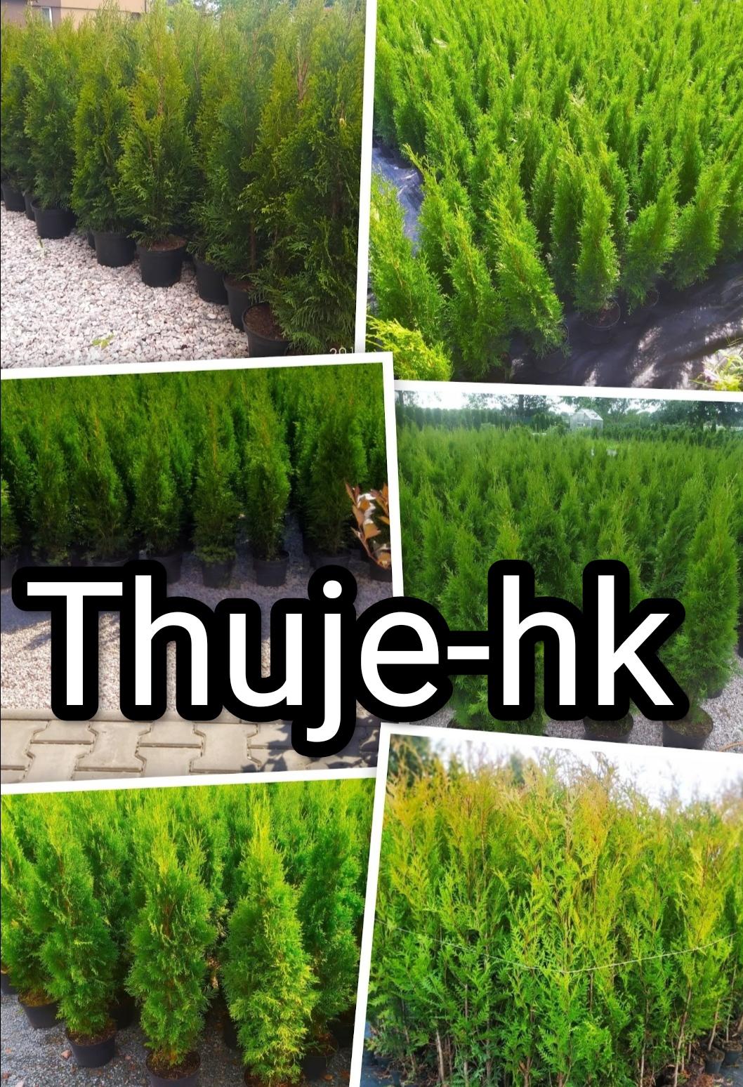 Thuje-hk foto 3